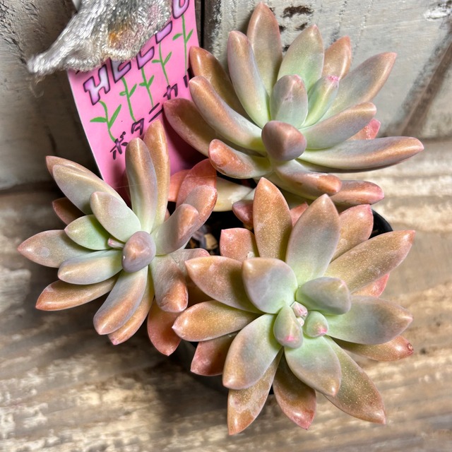 T)キャラメルスプライト | RuPo 多肉植物専門店