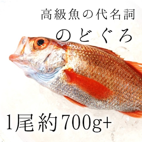 生 のどぐろ 喉黒 赤むつ 特大サイズ （豊洲直送）特大約700-800g 日本海産（鳥取・山口・島根他）アカムツ ギフト 鮮魚 刺身 ノドグロ【生のどぐろ700-800g】 冷蔵