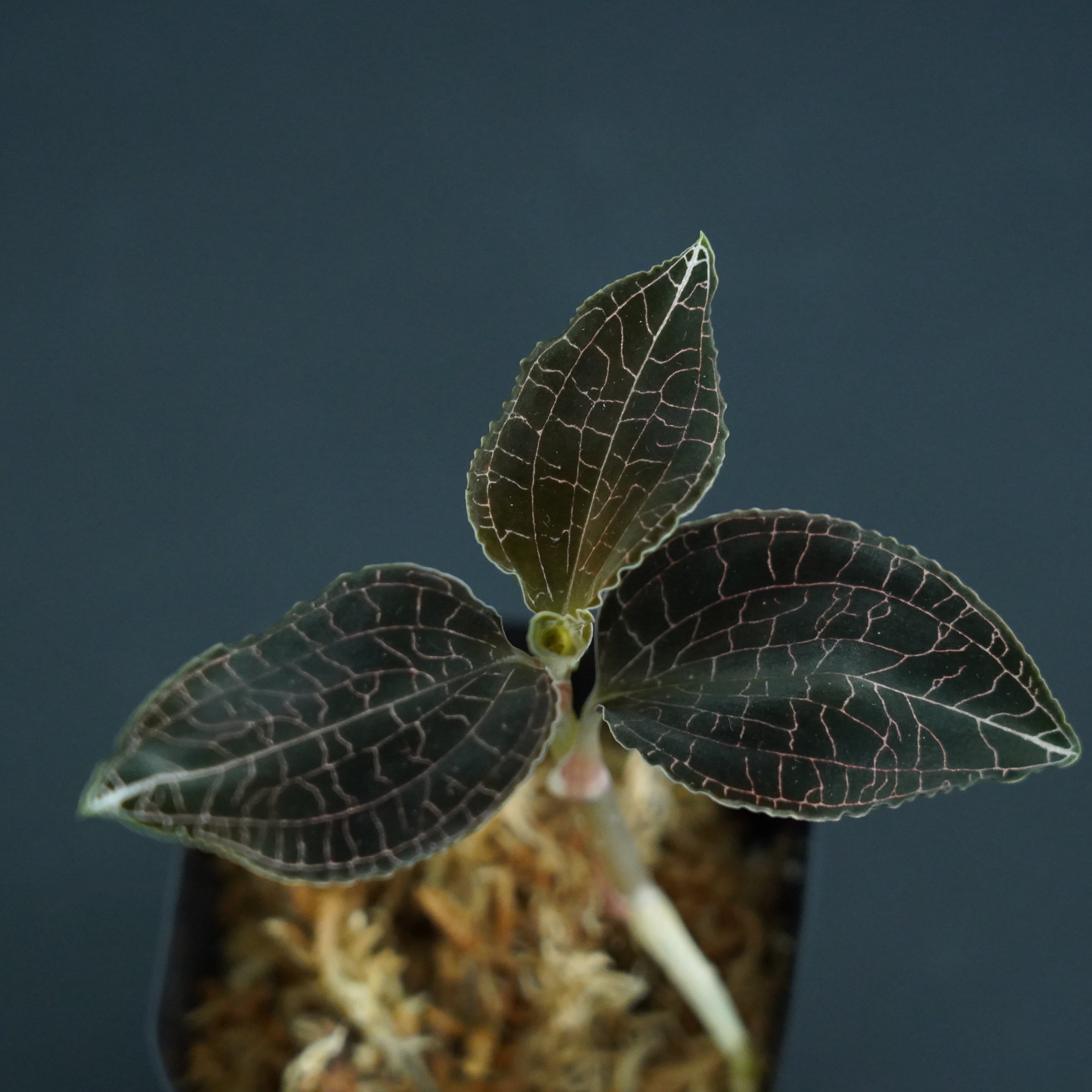 極希少】アロカシア オーレア バリエガータ/ ※陶器鉢カバー別売り | Pay ID