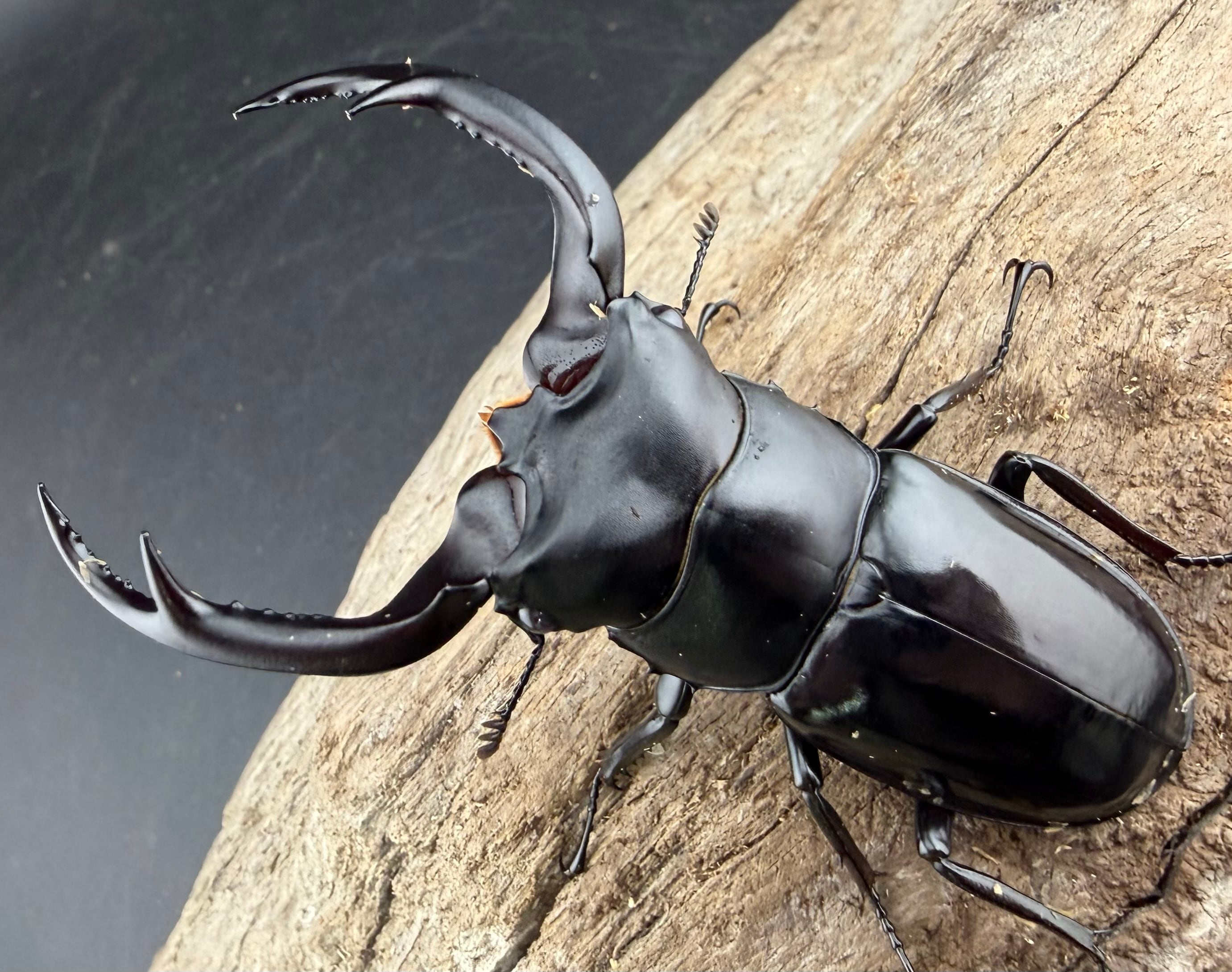 ウエストウッディ亜種カズミアエ 76mm ペア》 | KPW公式オンラインショップ