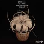 【送料無料】xerographica S〔エアプランツ〕現品発送T4064