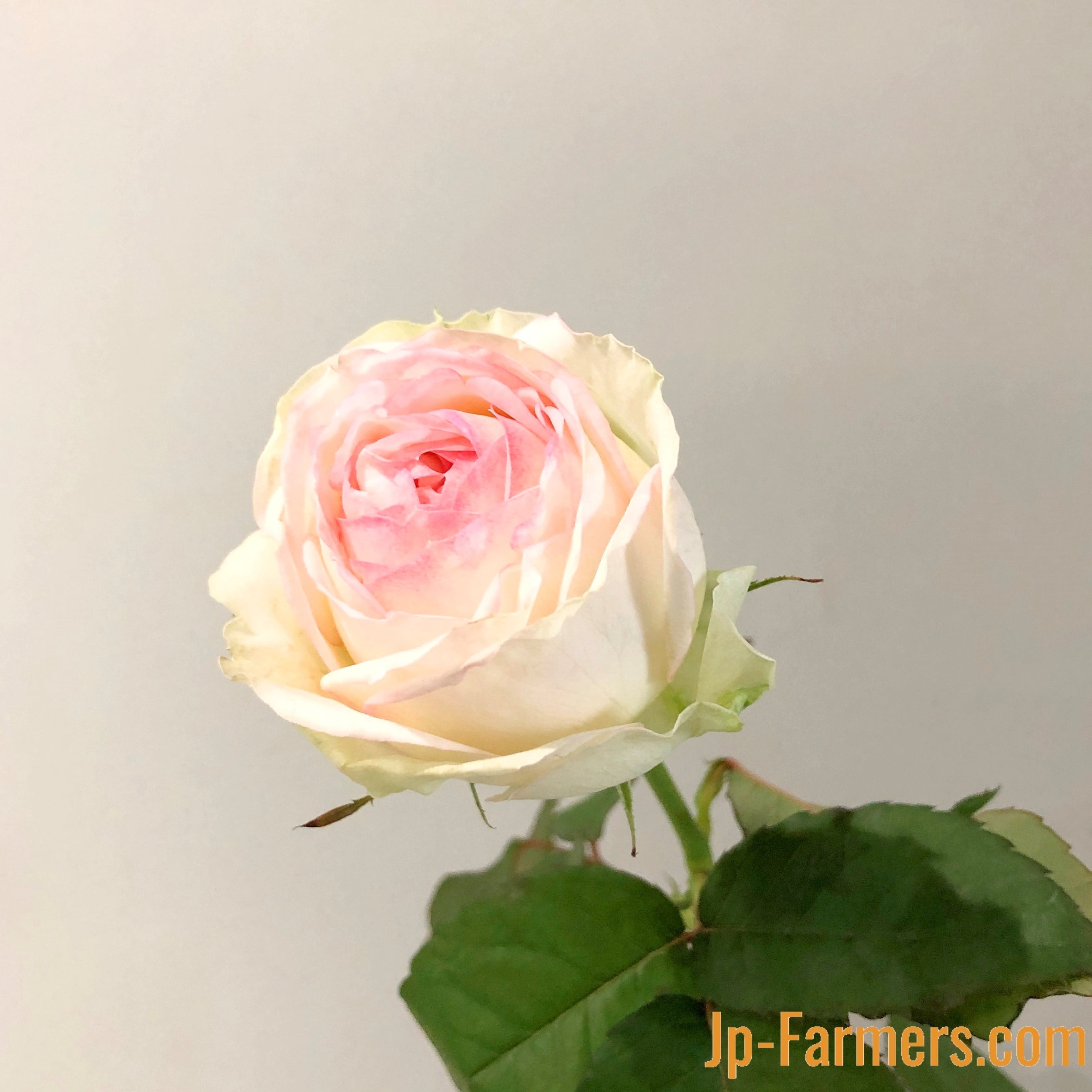 FINEROSE ☆バラ 品種名： アルヌワブラン コロコロ可愛い