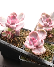 抜き苗 ブルーローズ錦 Echeveria 'Blue Rose Variegated'