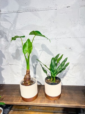 木の受け皿の縦線の植木鉢　3.5号
