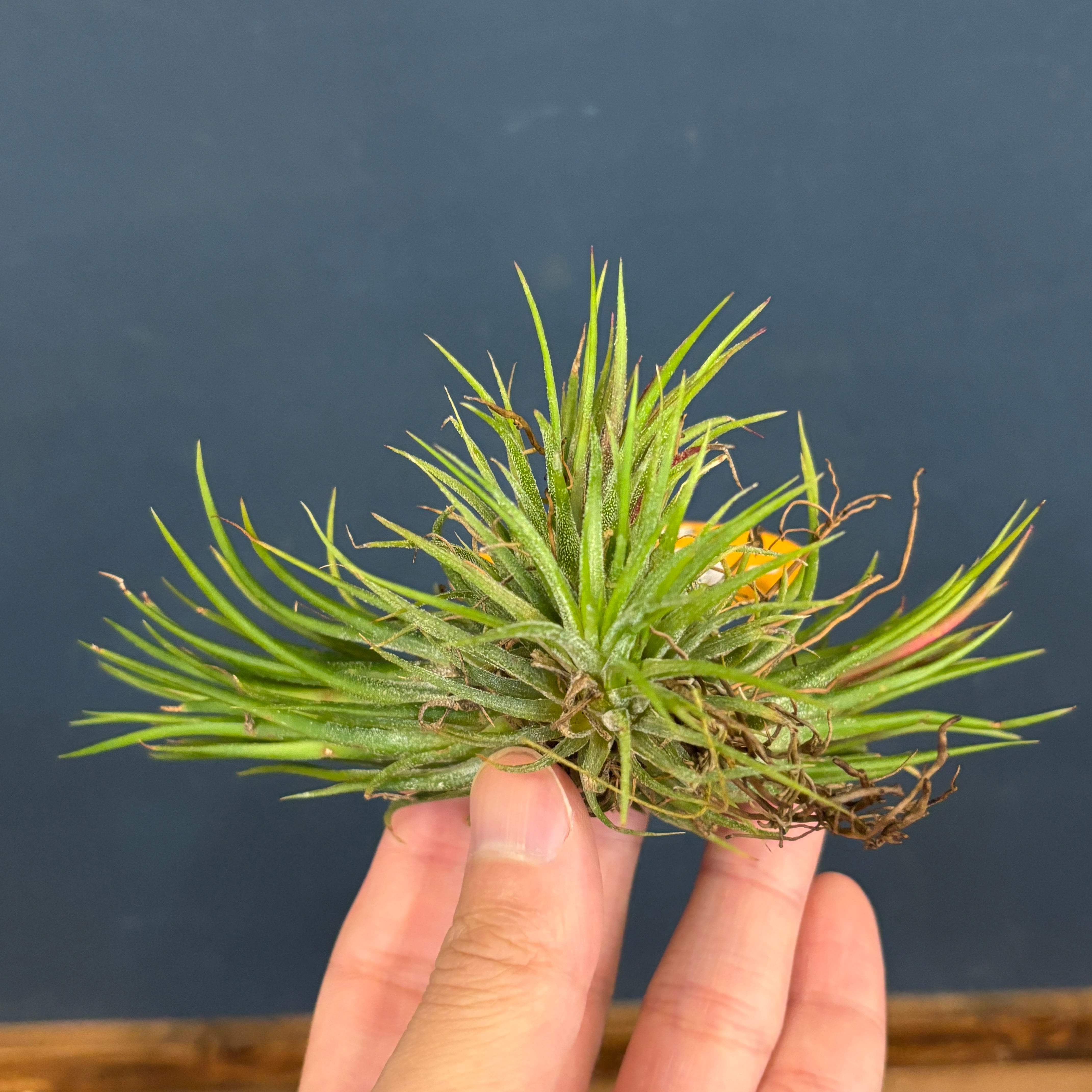 【健太郎】ティランジア2点セット 健太郎】ティランジア2点セット STORES エアープランツの検索結果