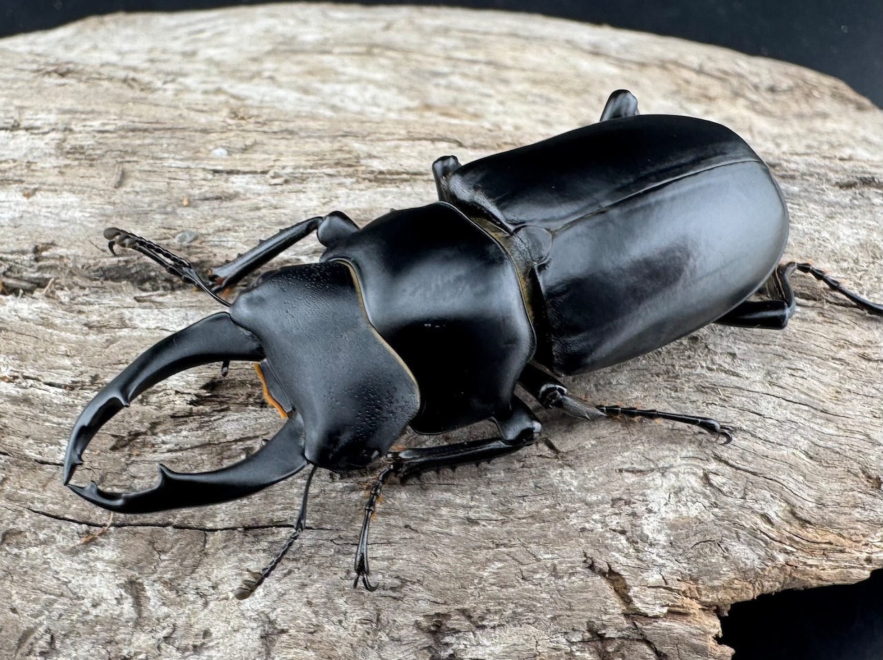 【WD】《ブラナウンコクワ 福貢県産 51mm ペア》