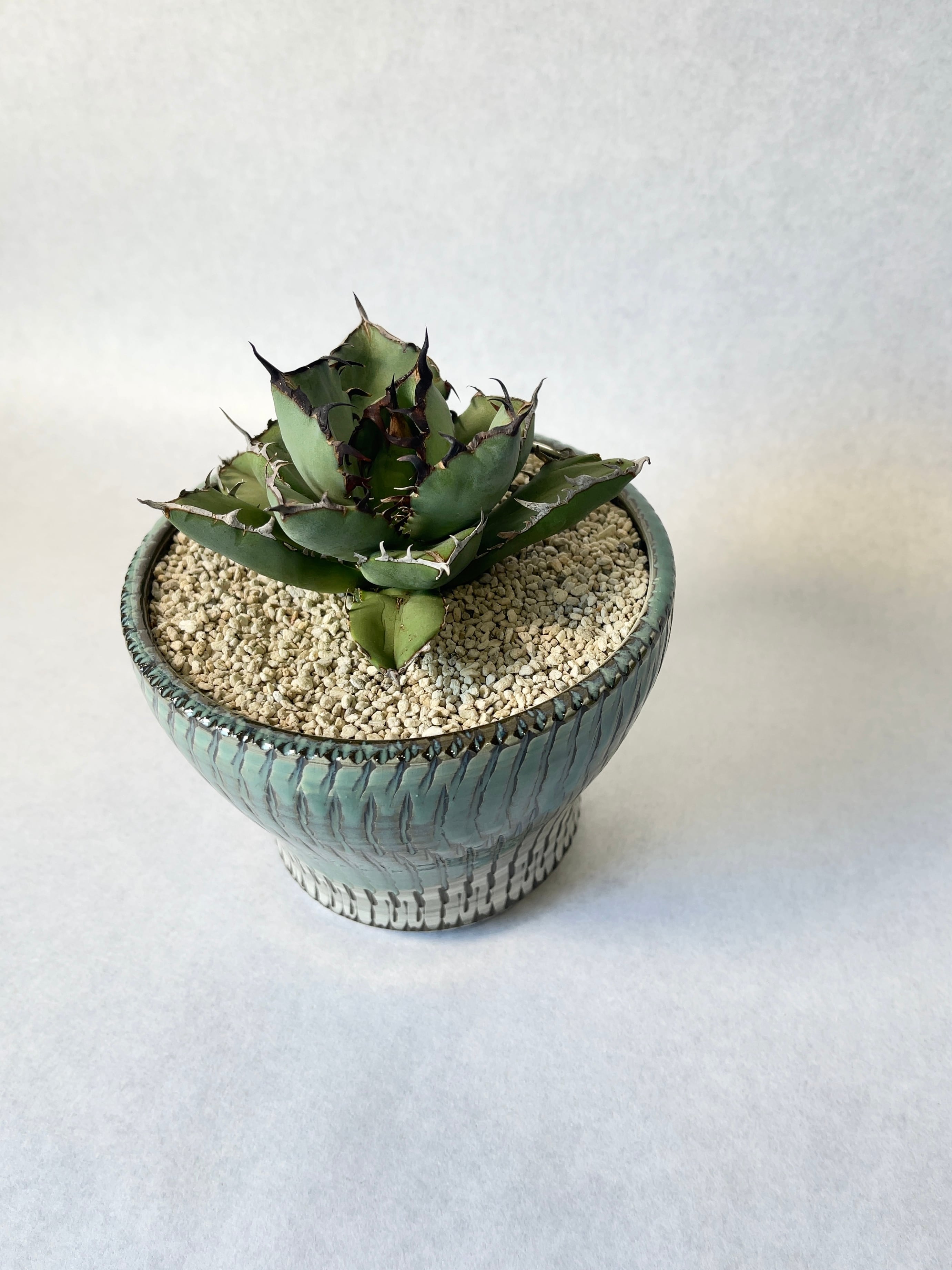 アガベ・黒鯨 | trigger