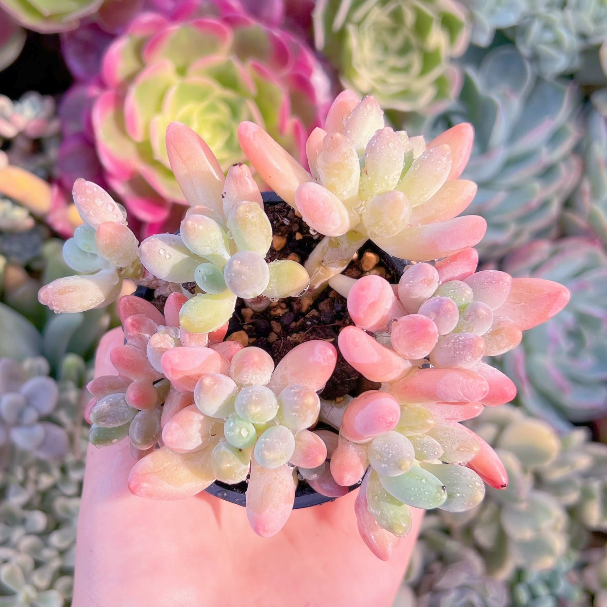 現品　紫星美人#F071　るる農園