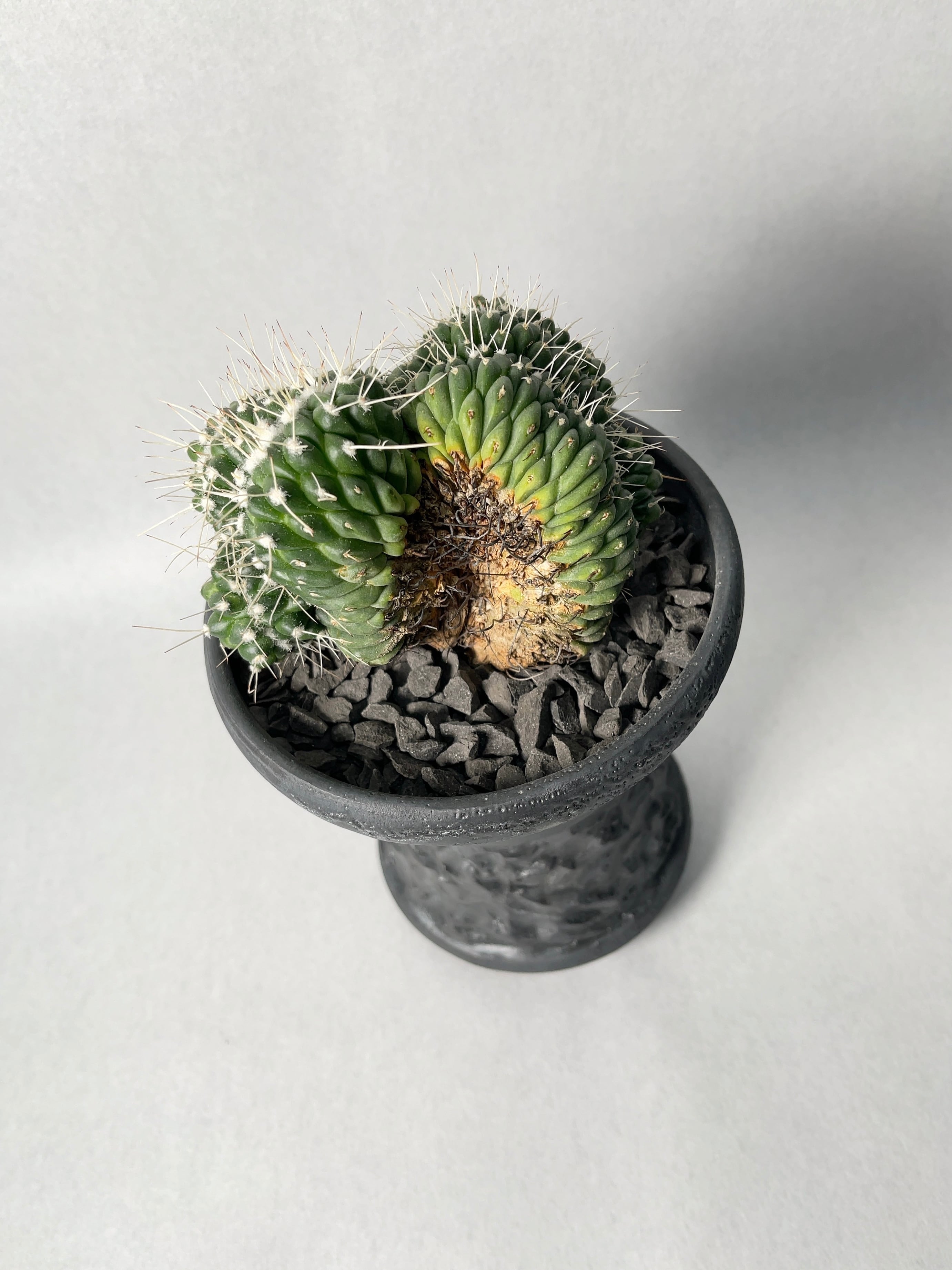 レアサボテンコレクション・マミラリア属・超長刺白竜丸inわけけのお店 レアサボテンコレクション・マミラリア属・超長刺白竜丸inわけけ