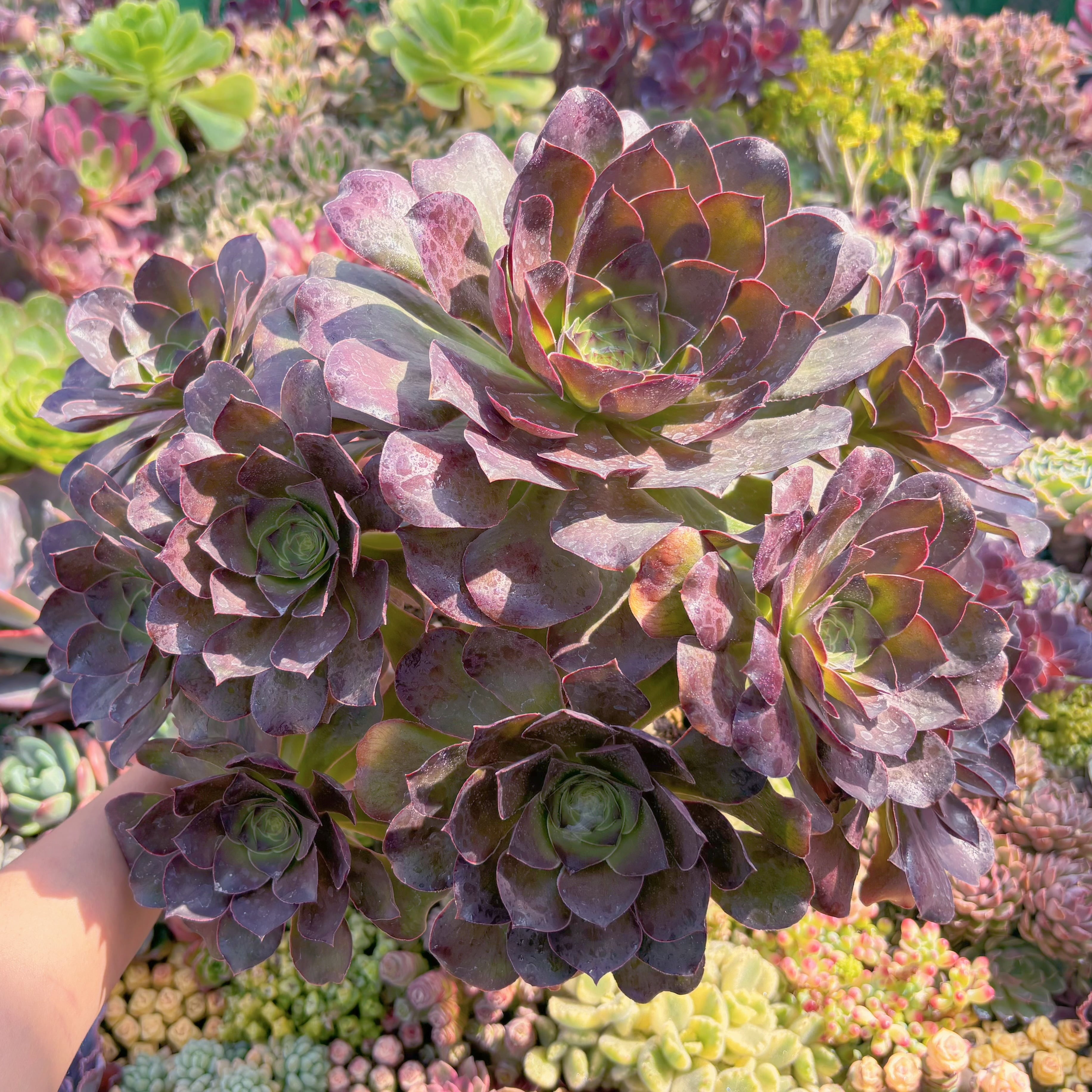 現品　魅金ローズ#545　特大群生　るる農園