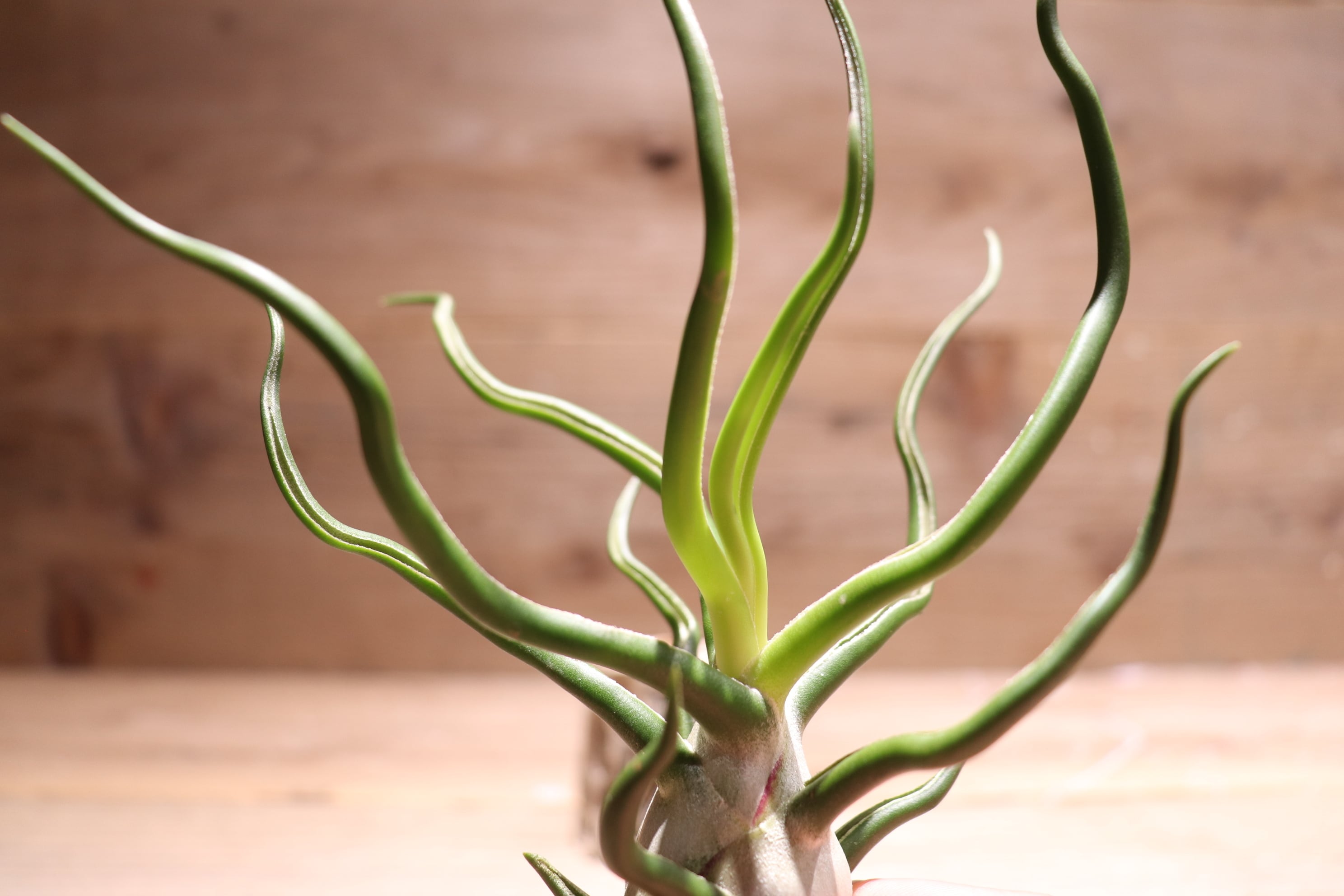 reserved】bulbosa 'White Giant'〔エアプランツ〕現品発送T3366
