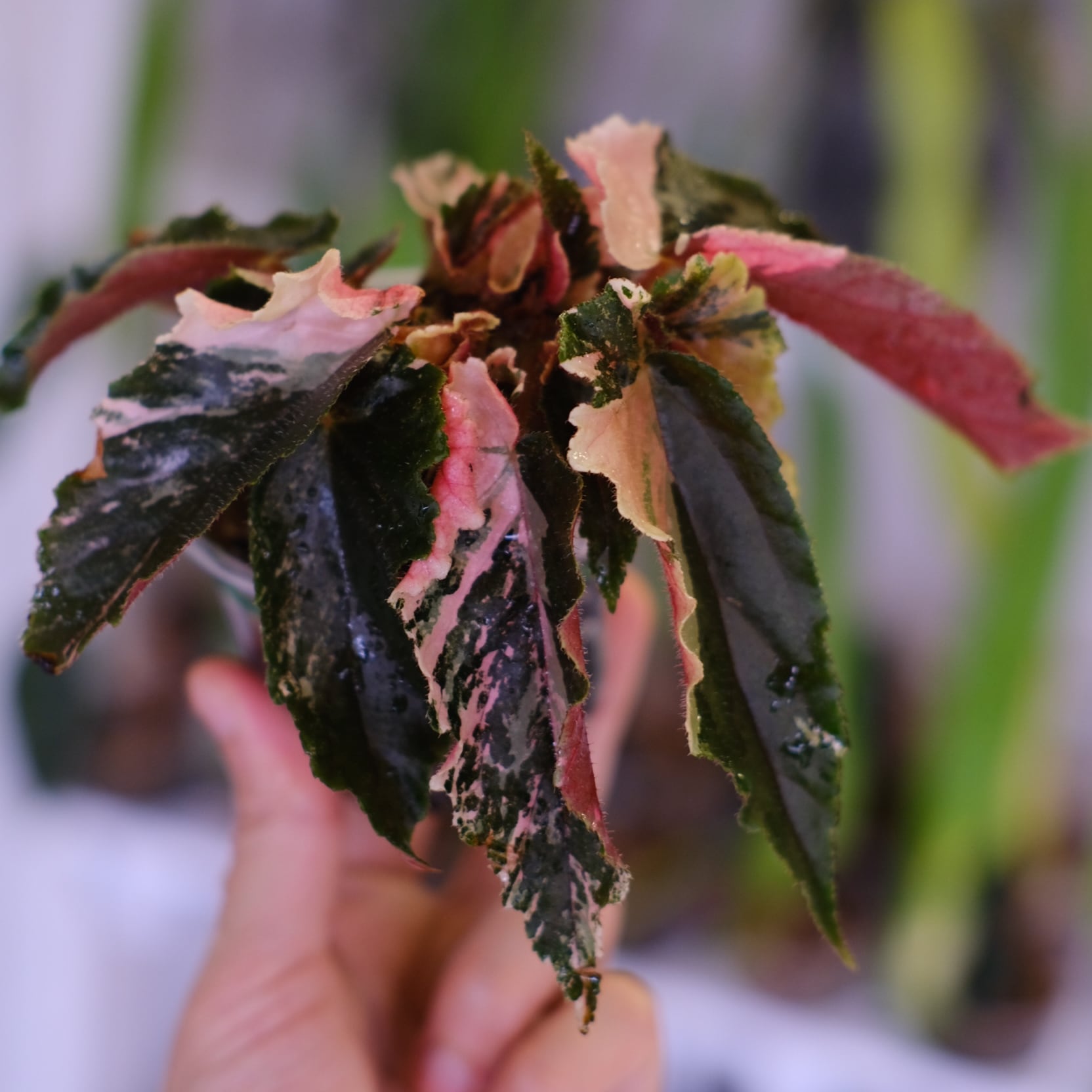 Begonia ginny galaxy│ベゴニア ジニー ギャラクシー⑦│観葉植物