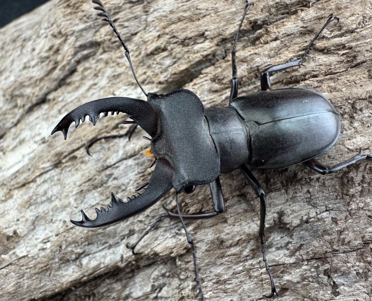 【WD】《クラッペリッヒミヤマ 37.5mm ペア》