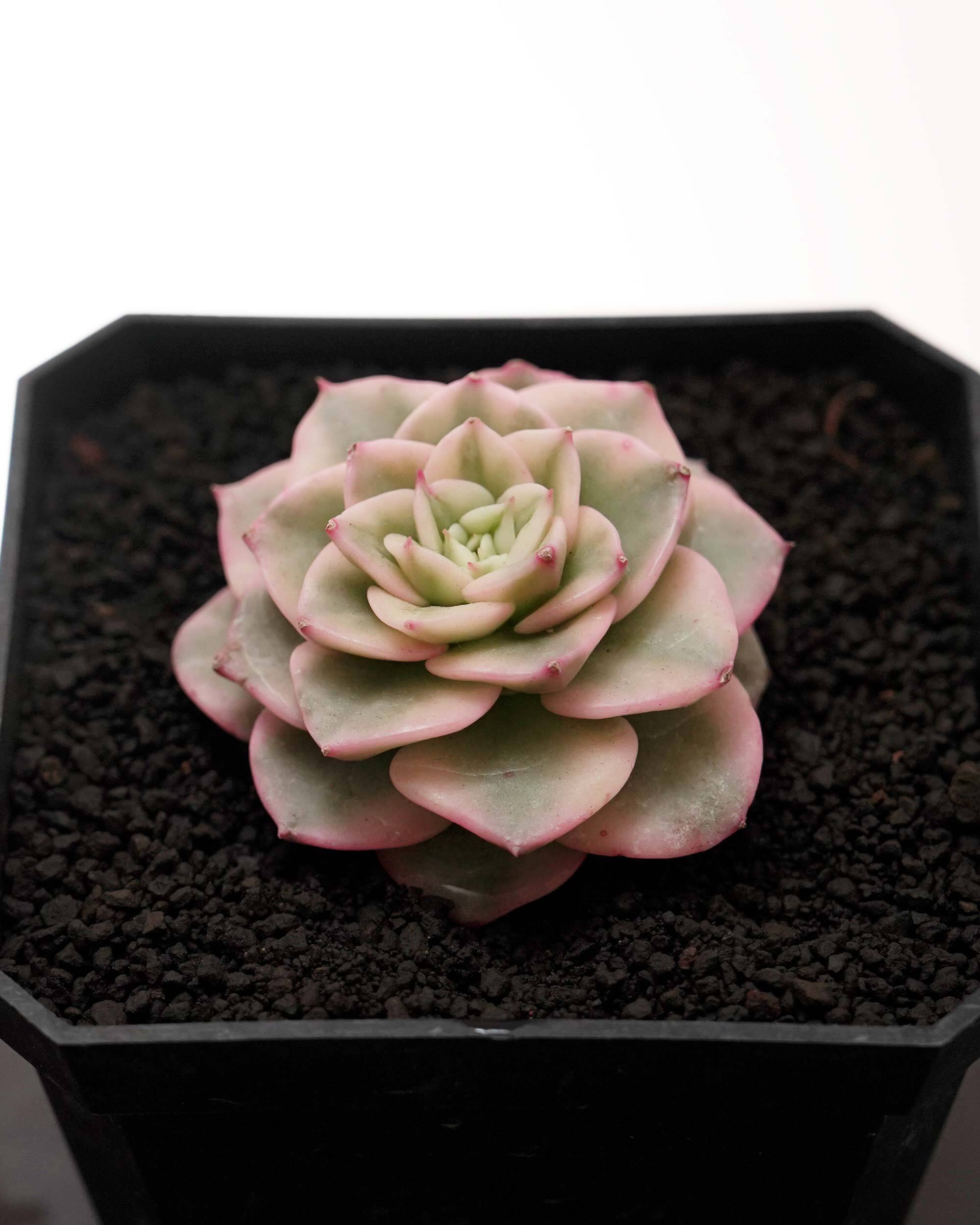 NEW RELEASE | PUKUBOOK SUCCULENTS