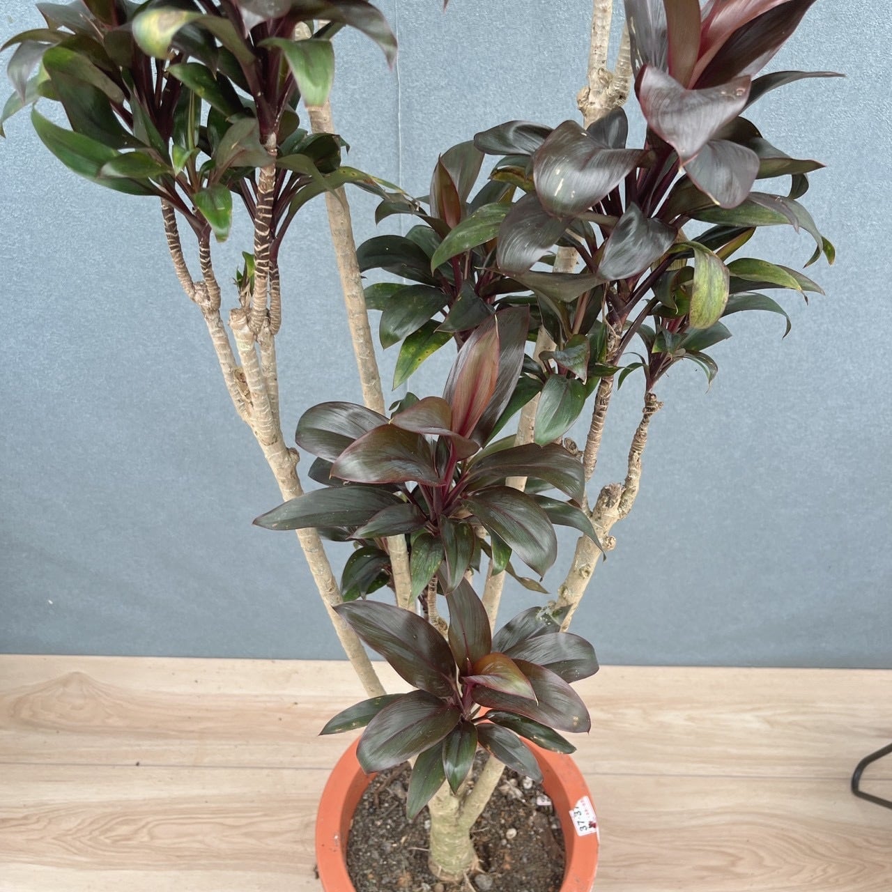 ［現品］20番　ドラセナ　パープルコンパクタ　8号　観葉植物　室内　おしゃれ 現品］20番 ドラセナ パープルコンパクタ 8号 観葉植物 室内 おしゃれ