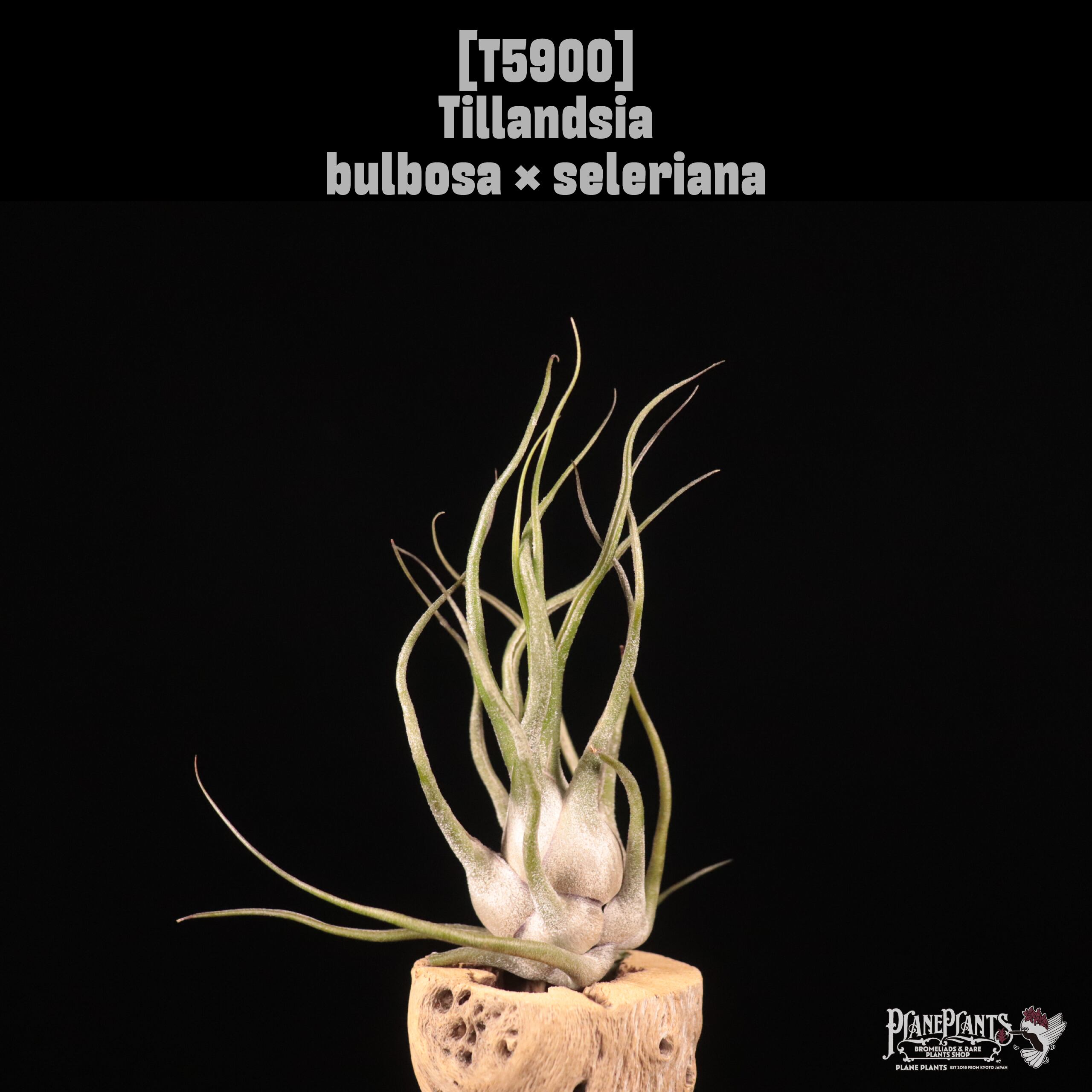 Tillandsia bulbosa × seleriana〔エアプランツ〕T5900