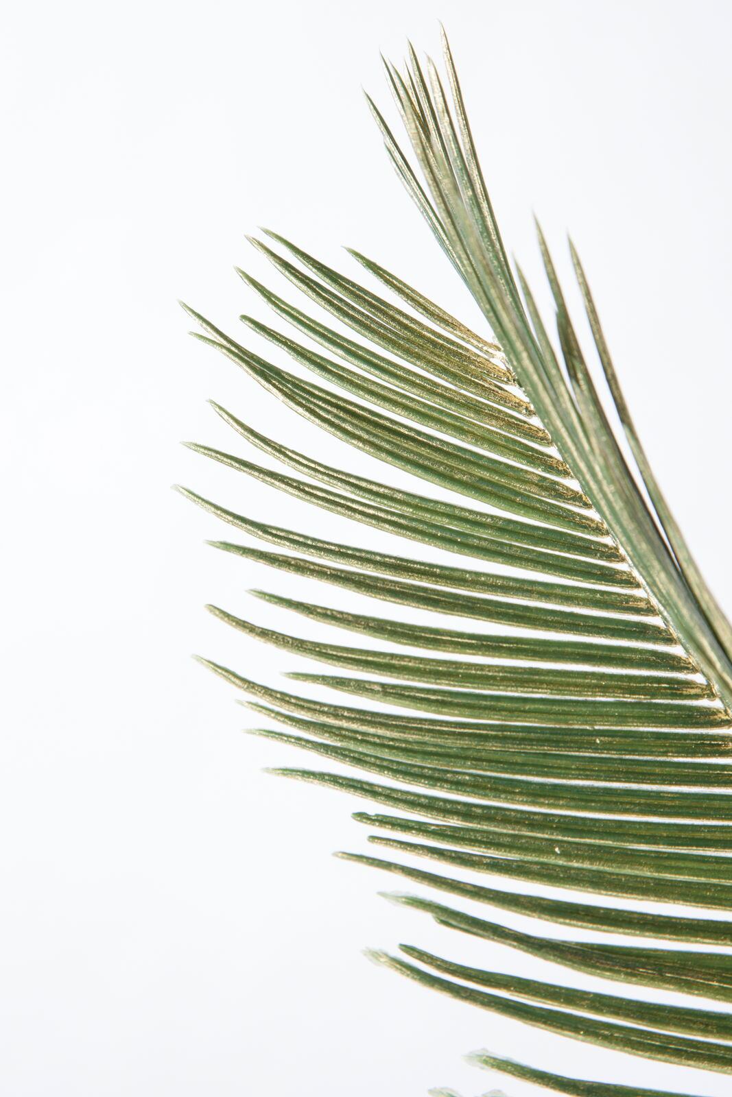 ブラッシュソテツ　　FS-6007GO　4961823686931　造花（アーティフィシャルフラワー） > シーズン造花