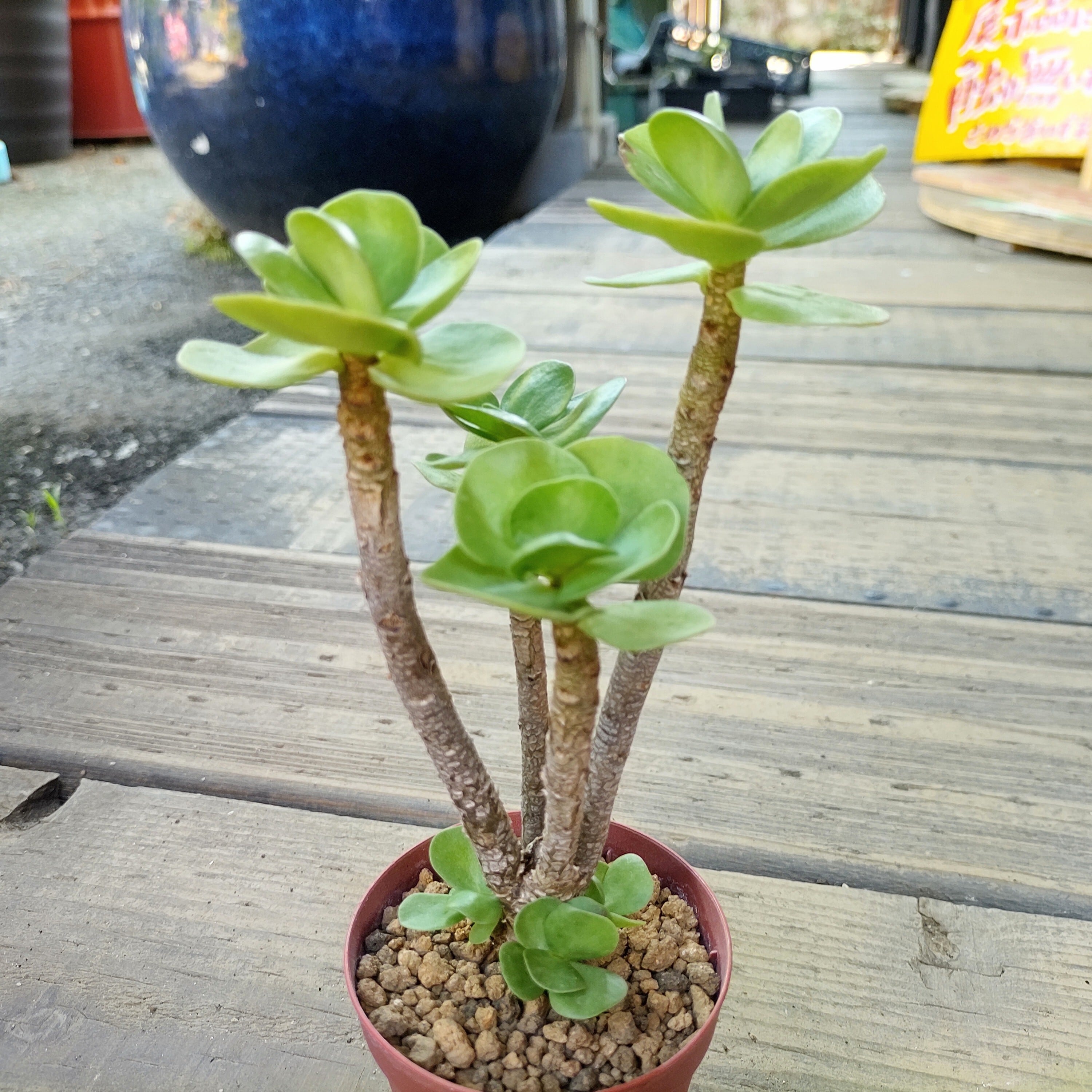 モロキニエンシス | RuPo 多肉植物専門店
