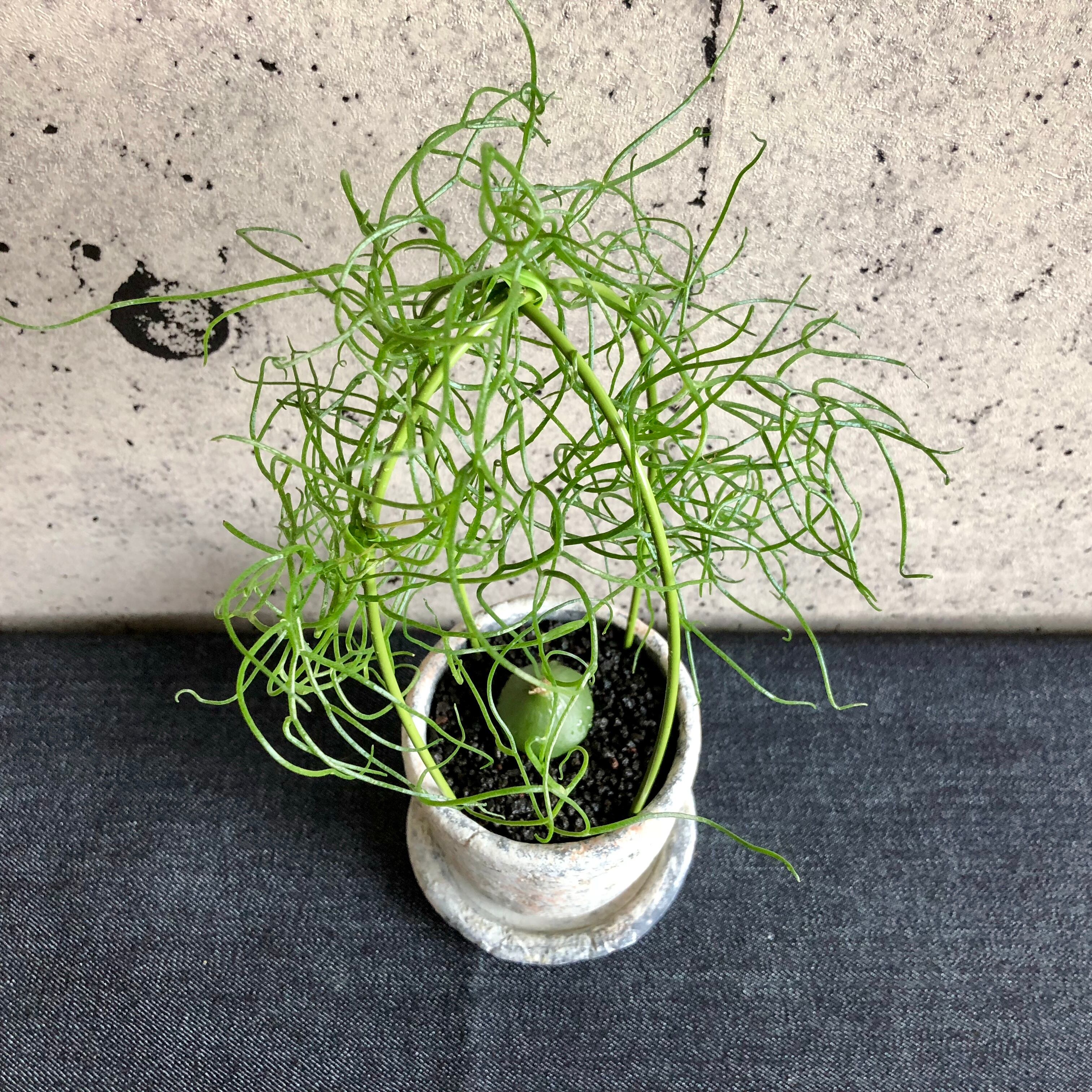 87 Off 大株 ソウカクデン 蒼角殿 ボウィエア ボルビリス 植物 87 Off 大株 ソウカクデン 蒼角殿 ボウィエア ボルビリス 植物