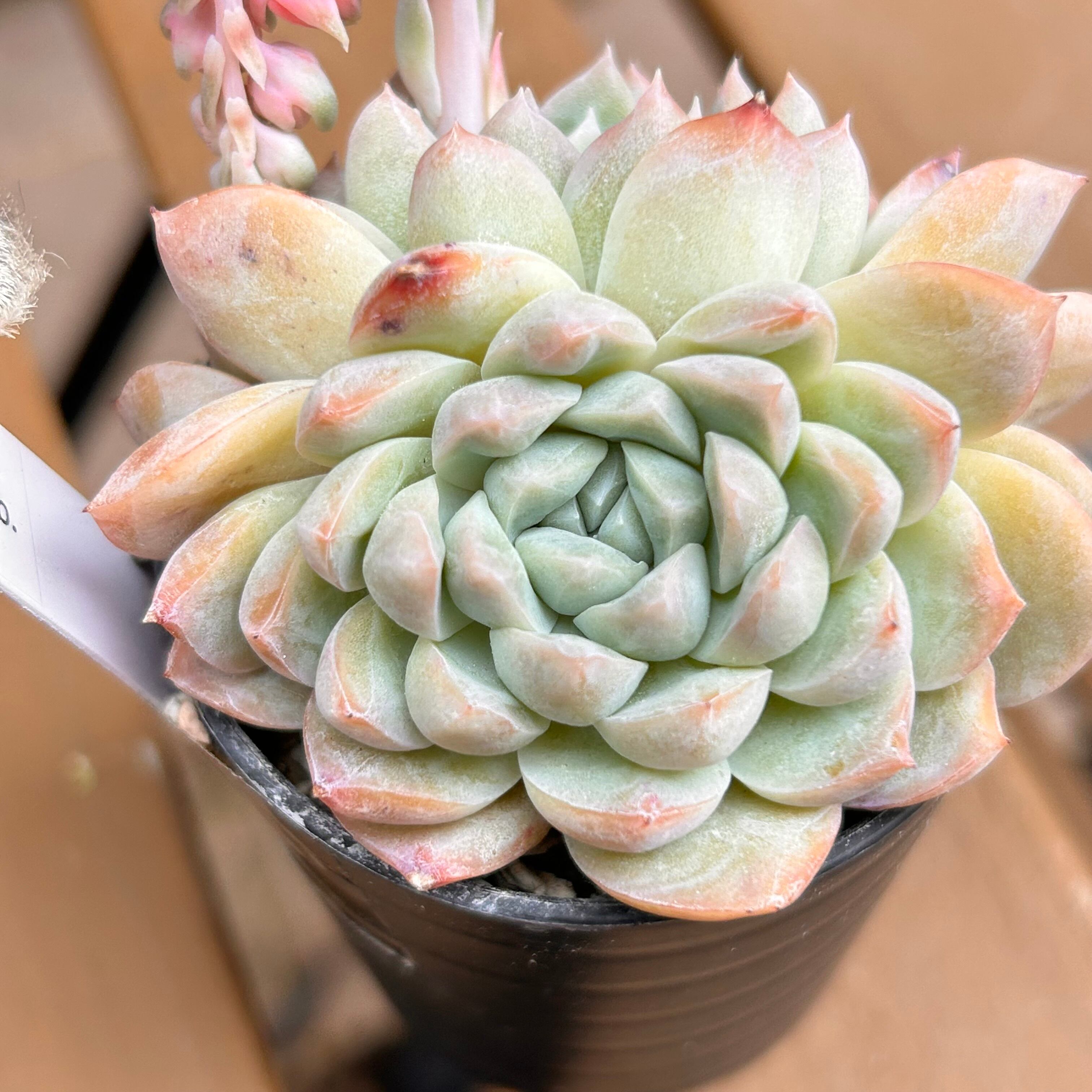 ヒューミリスhyb錦 カット 韓国苗 多肉植物 1点のみ