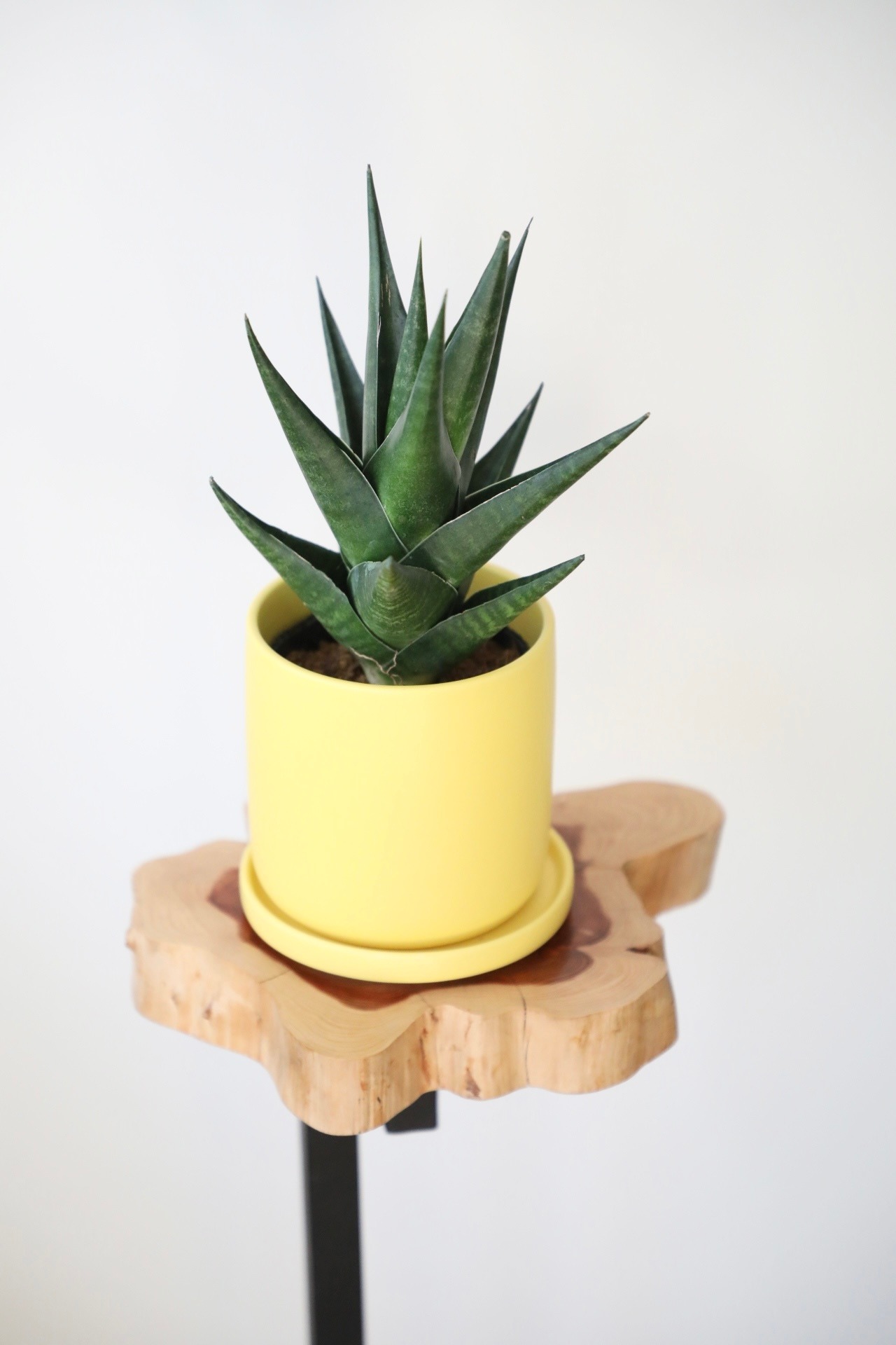 サンスベリア マライカ/Sanseveria　※陶器鉢付き