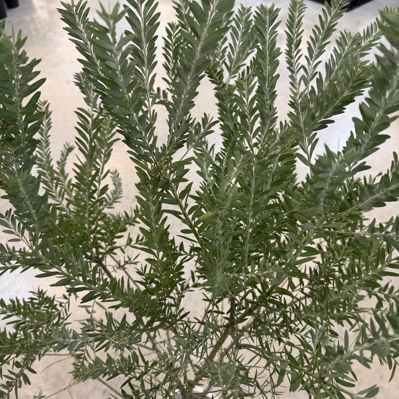 アカシア ブルーブッシュ【392】