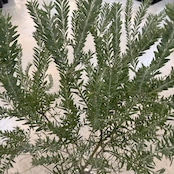 アカシア ブルーブッシュ【392】