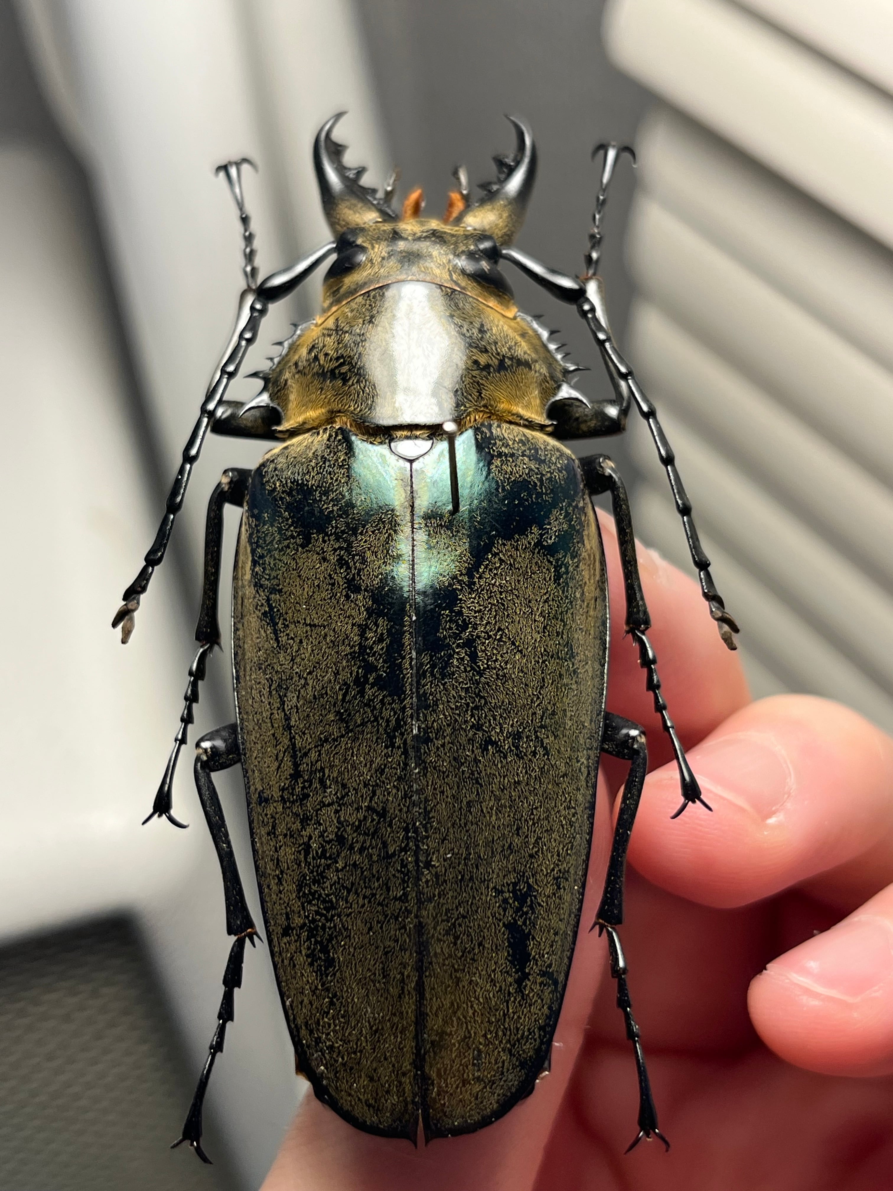 76mm】タテヅノクワガタモドキ カミキリムシ ウスバカミキリ 昆虫標本