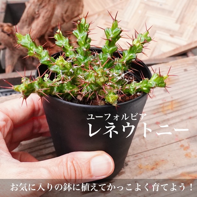 かっこいいユーフォルビア【レネウトニー】トゲトゲ　ユニーク　初心者にオススメ