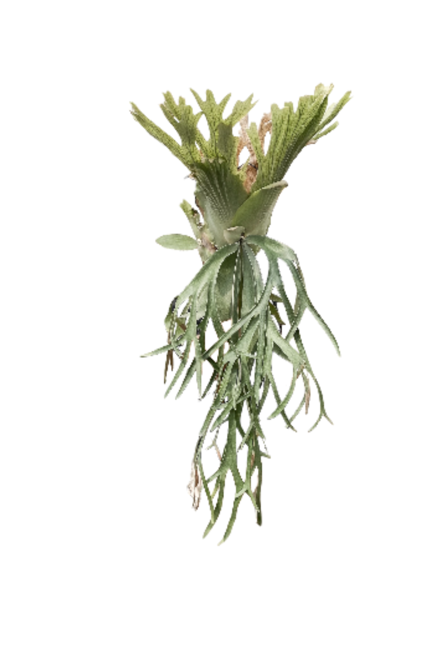 willinckii 月光爪哇【just platycerium】ビカクシダ