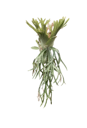 P.willinckii Tsukiyo Sporelings【artPLANTs/PLANTS GARAGE