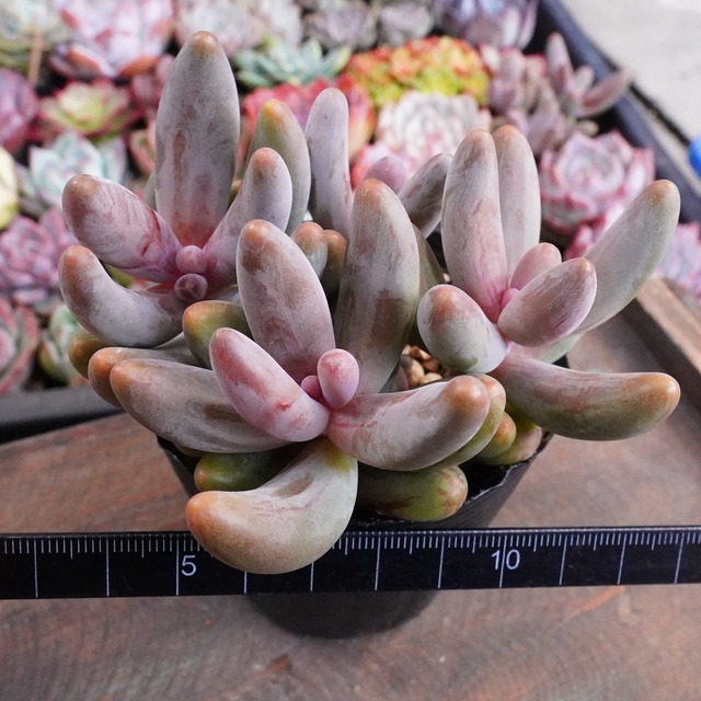 【ガンゾウ錦 1】斑入り　パキセダム　希少　レア