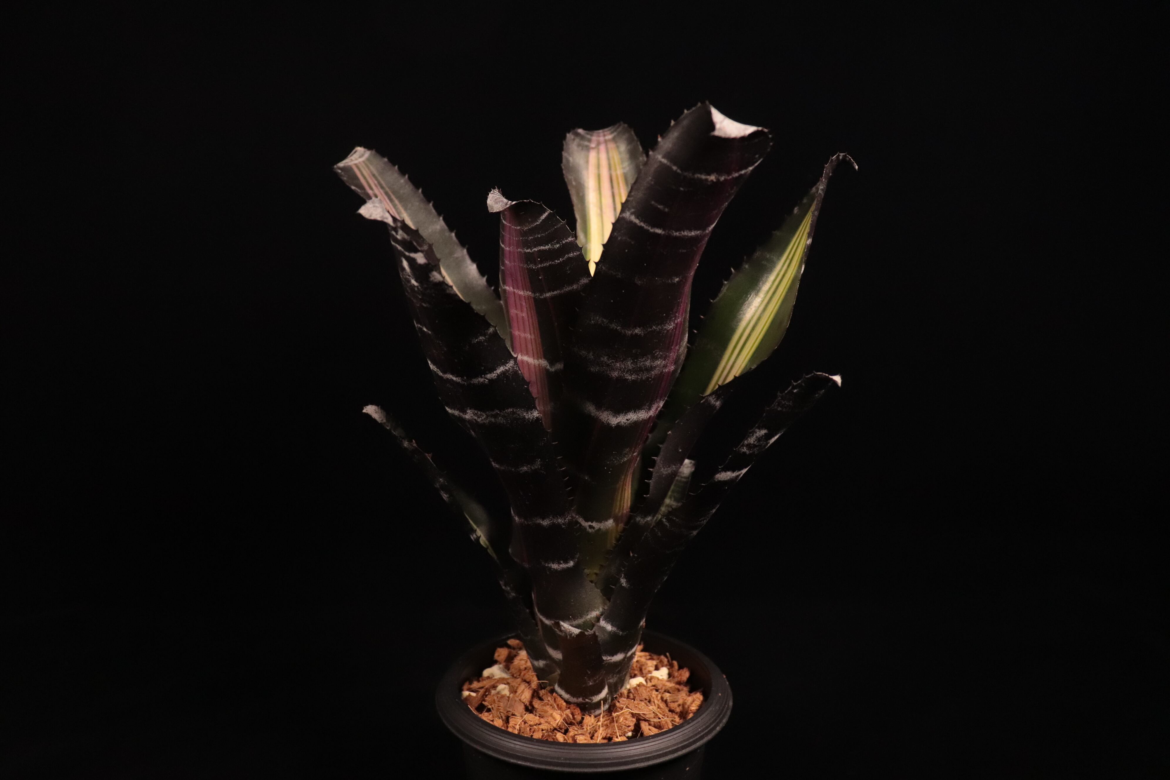 Aechmea 'Roberto Menescal'〔エクメア〕A204 | plane plants