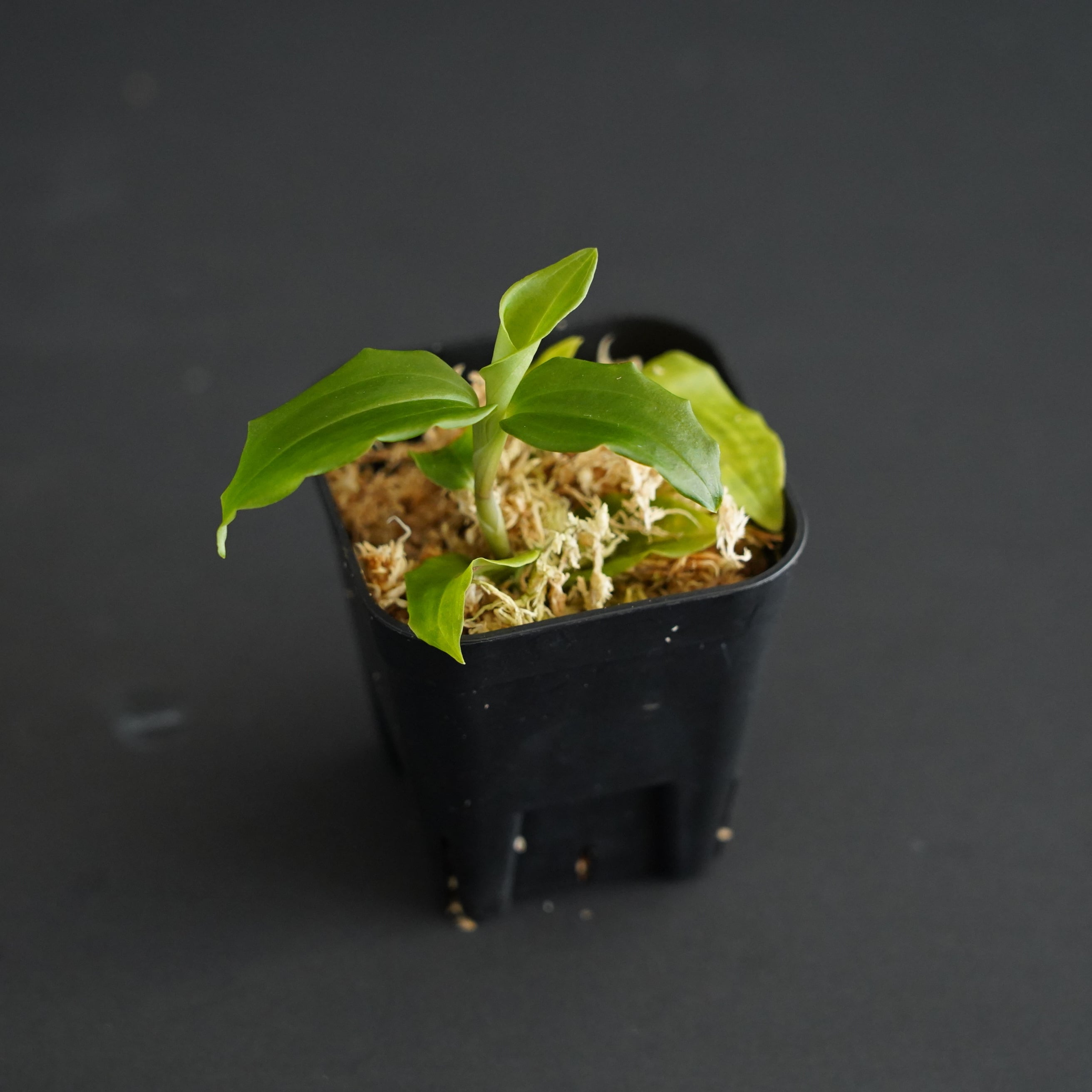 ◇現品◇ツユクサシュスラン Goodyera foliosa var. commelinoides