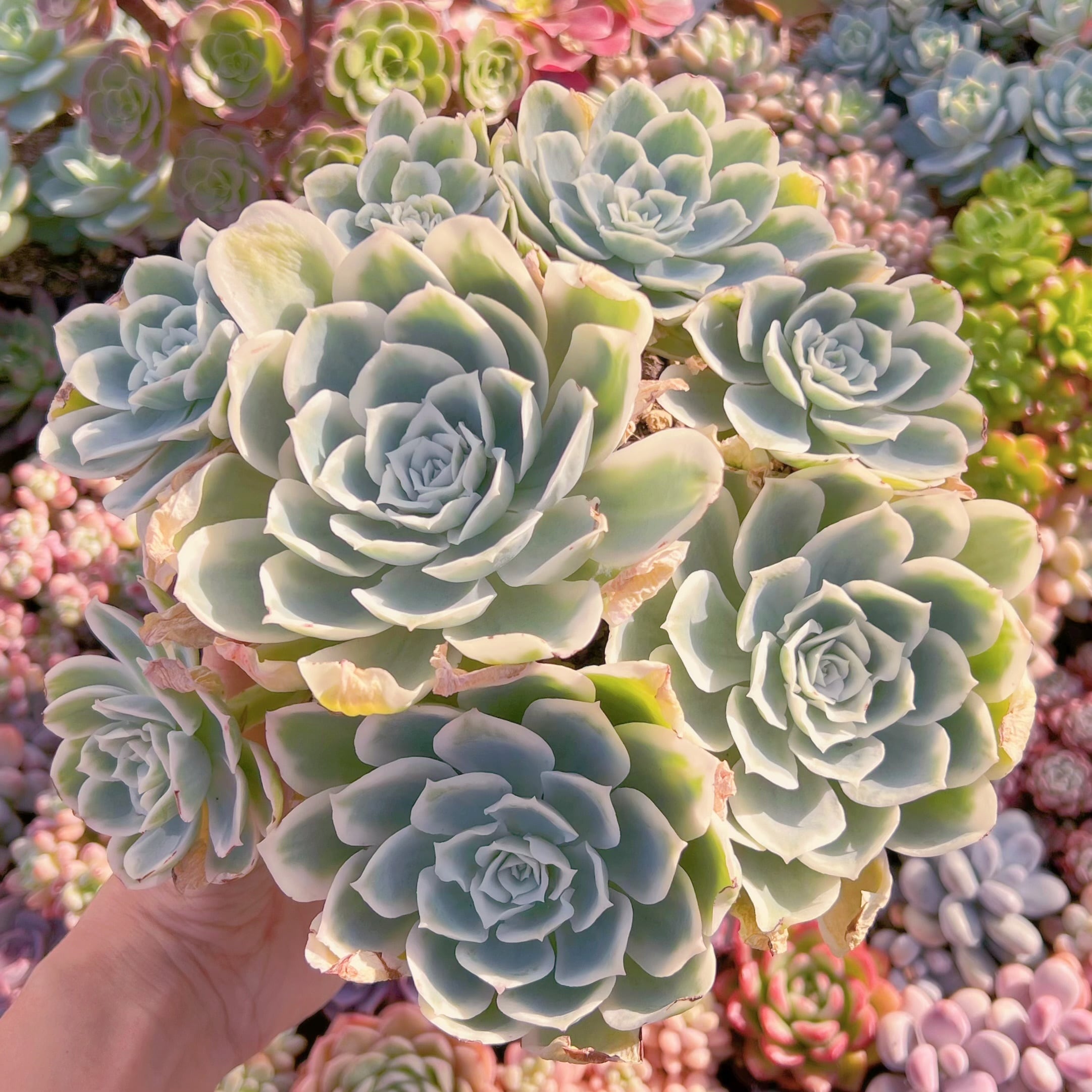 現品　レモンローズ錦#555　新入荷　るる農園