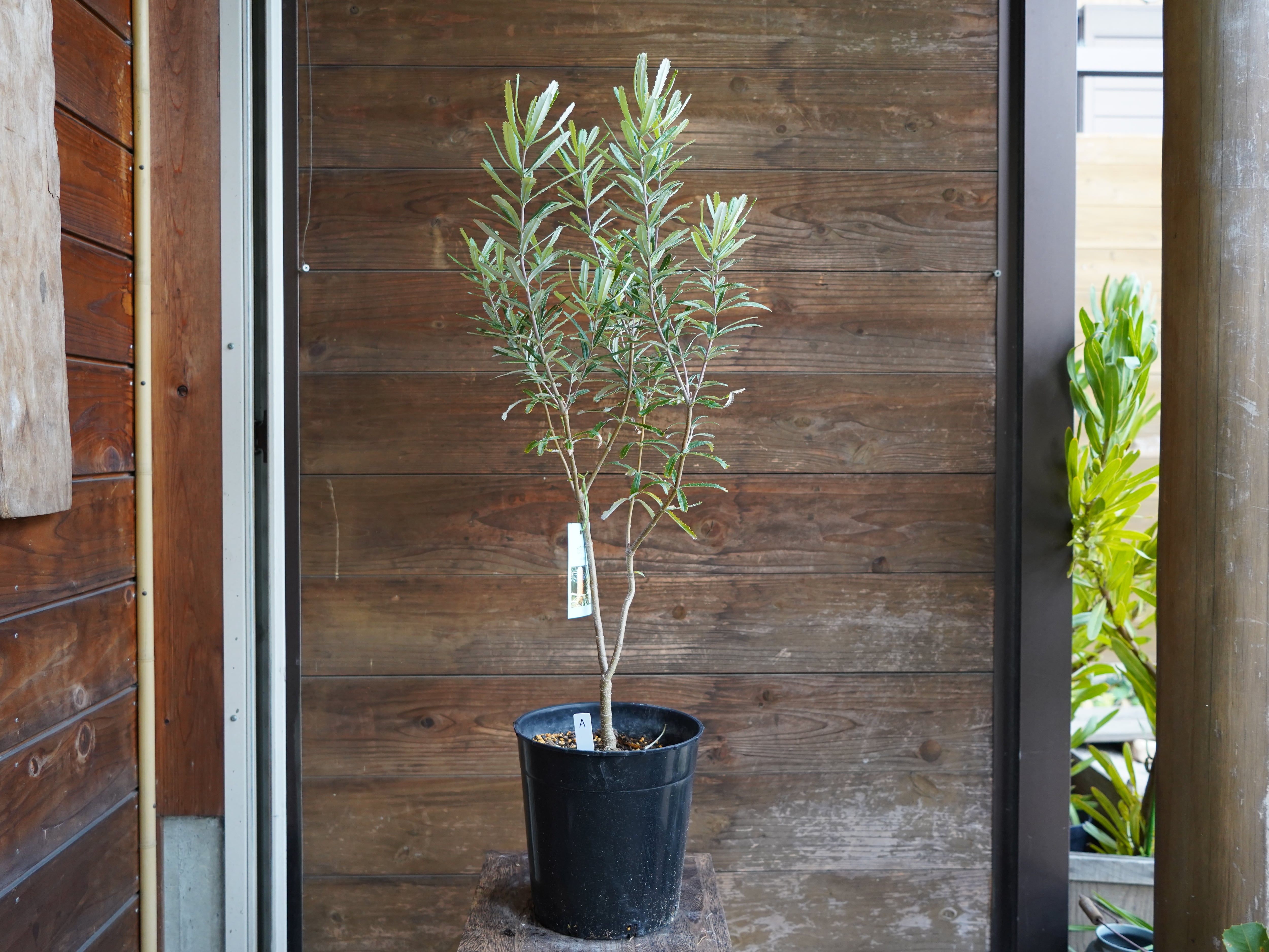 【現物】バンクシア　”セミヌダ”　A