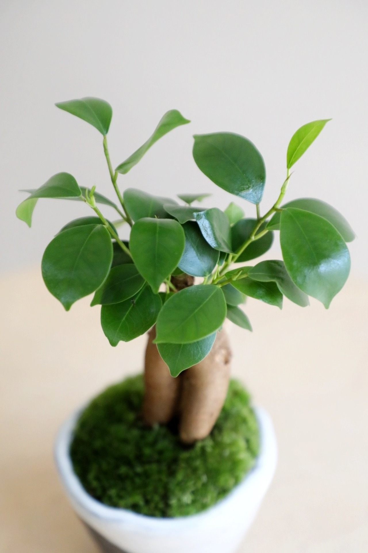 【S】ガジュマル 盆栽/Ficus microcarpa