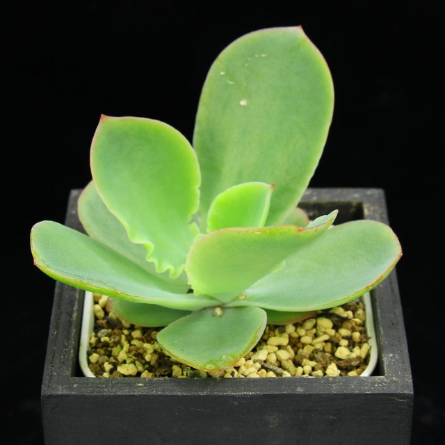 カトルス×ラウイ（選抜）01