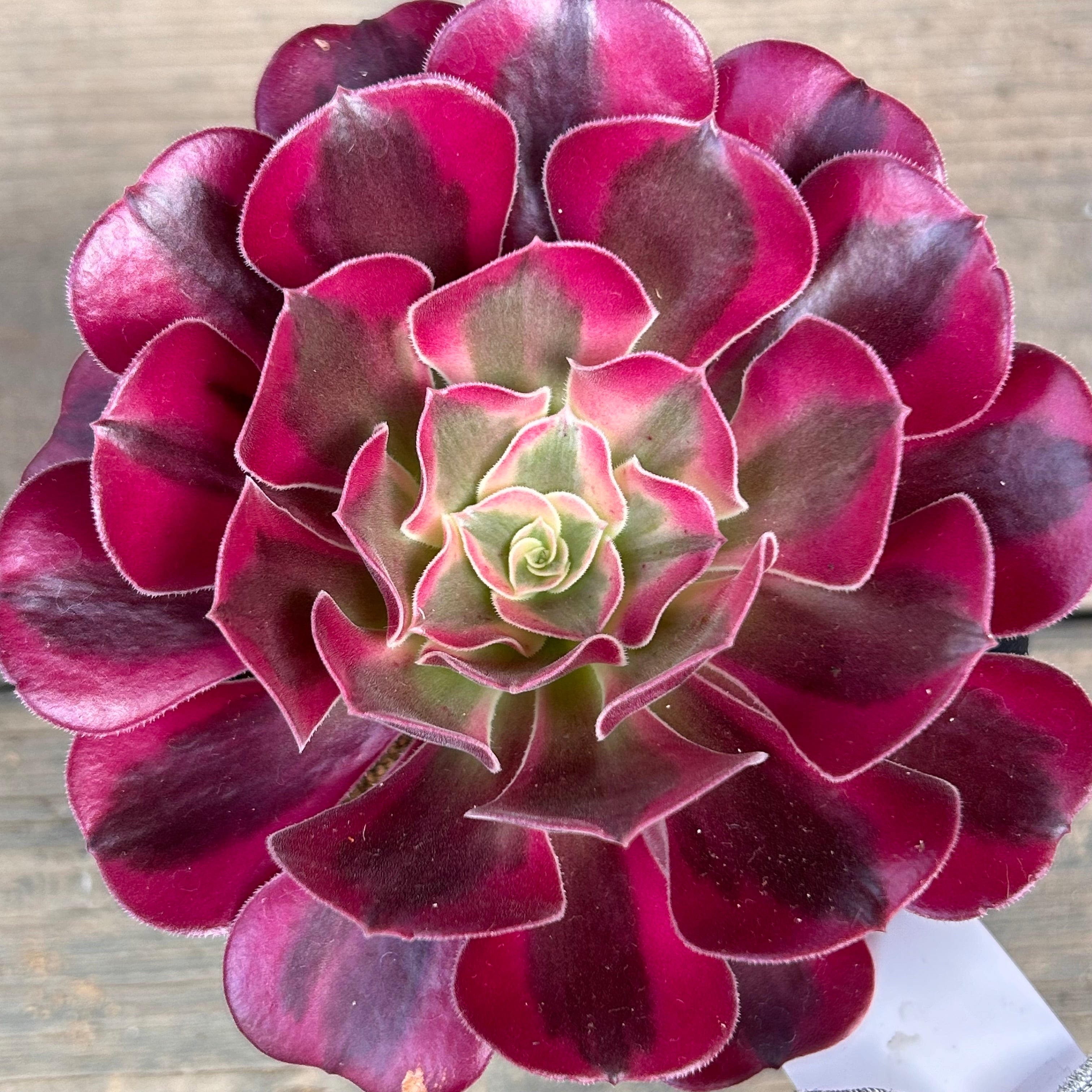 メデューサ アエオニウム | RuPo 多肉植物専門店