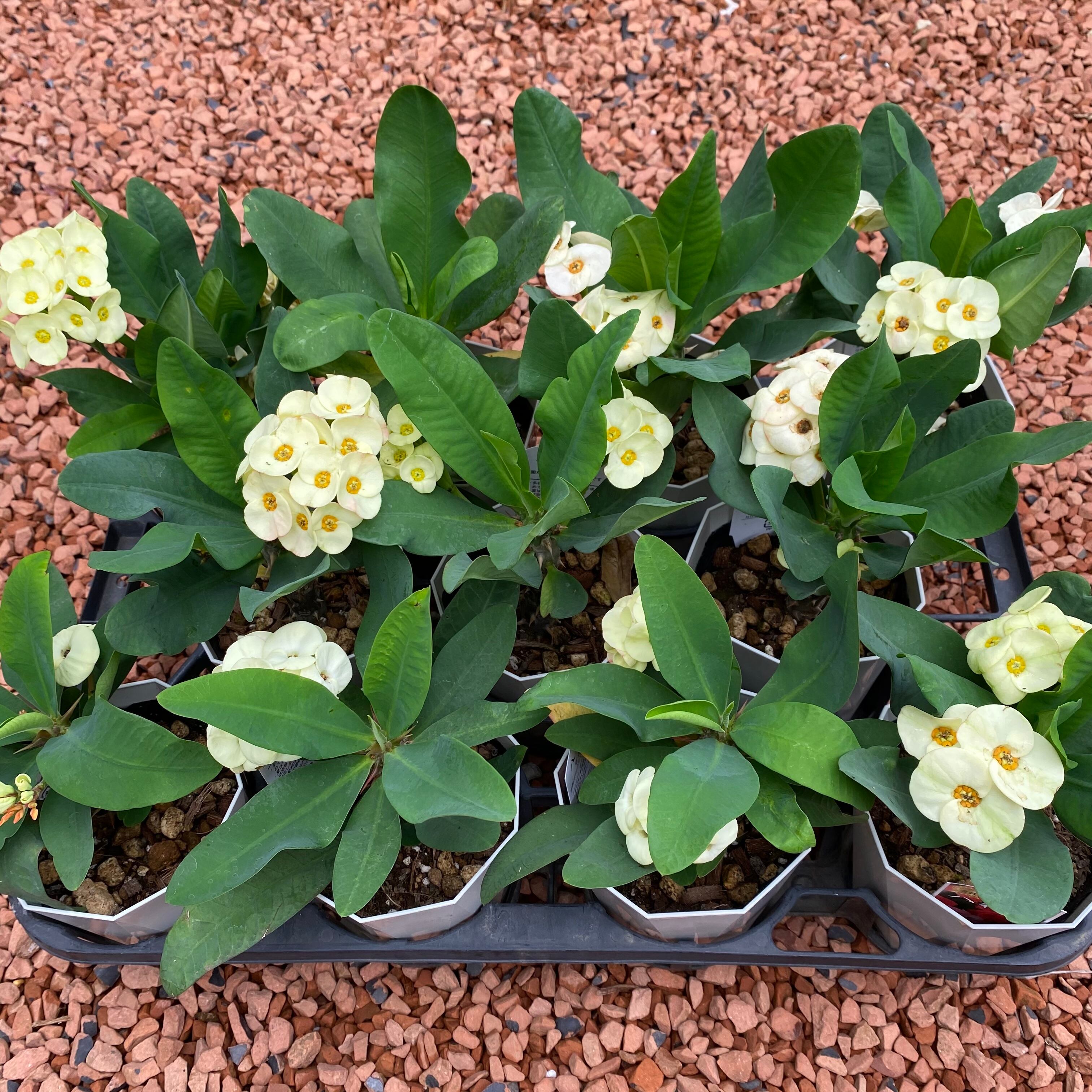 ハナキリン 八福神 黄色 1鉢 送料込み Planet Plants プラネットプランツ