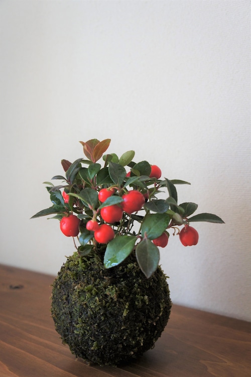 苔玉　チェッカーベリー