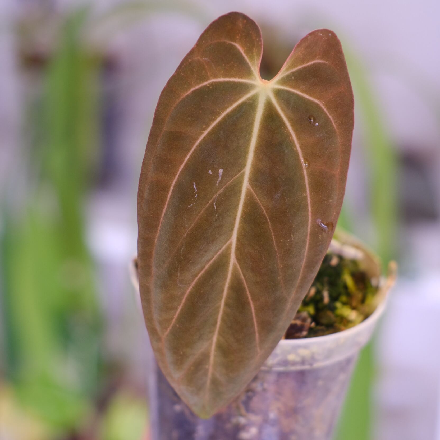 Papillilaminum(Fort Sherman) × Anthurium King of spades(KOS