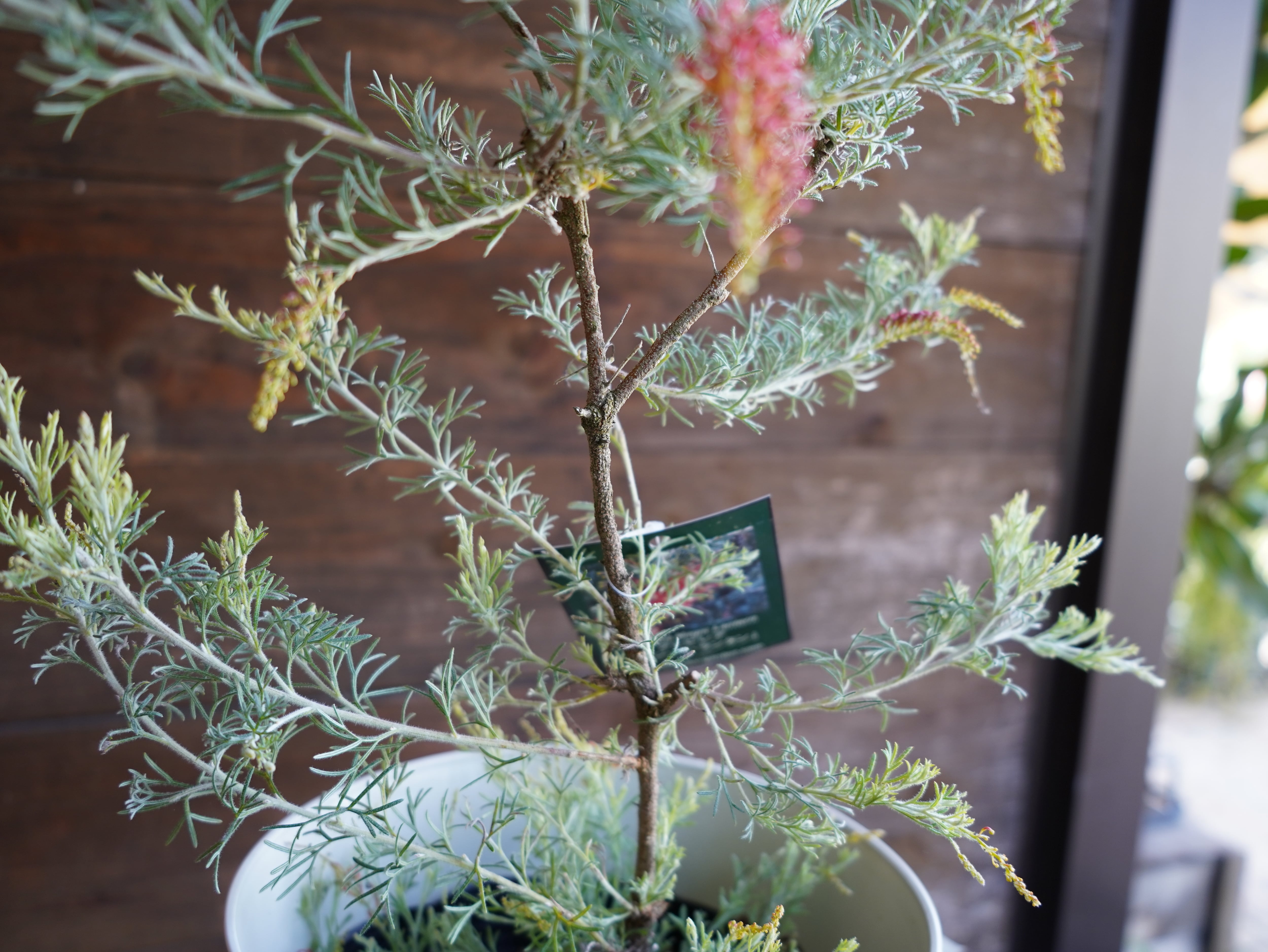 【現物】グレビレア　”マジックランタン”