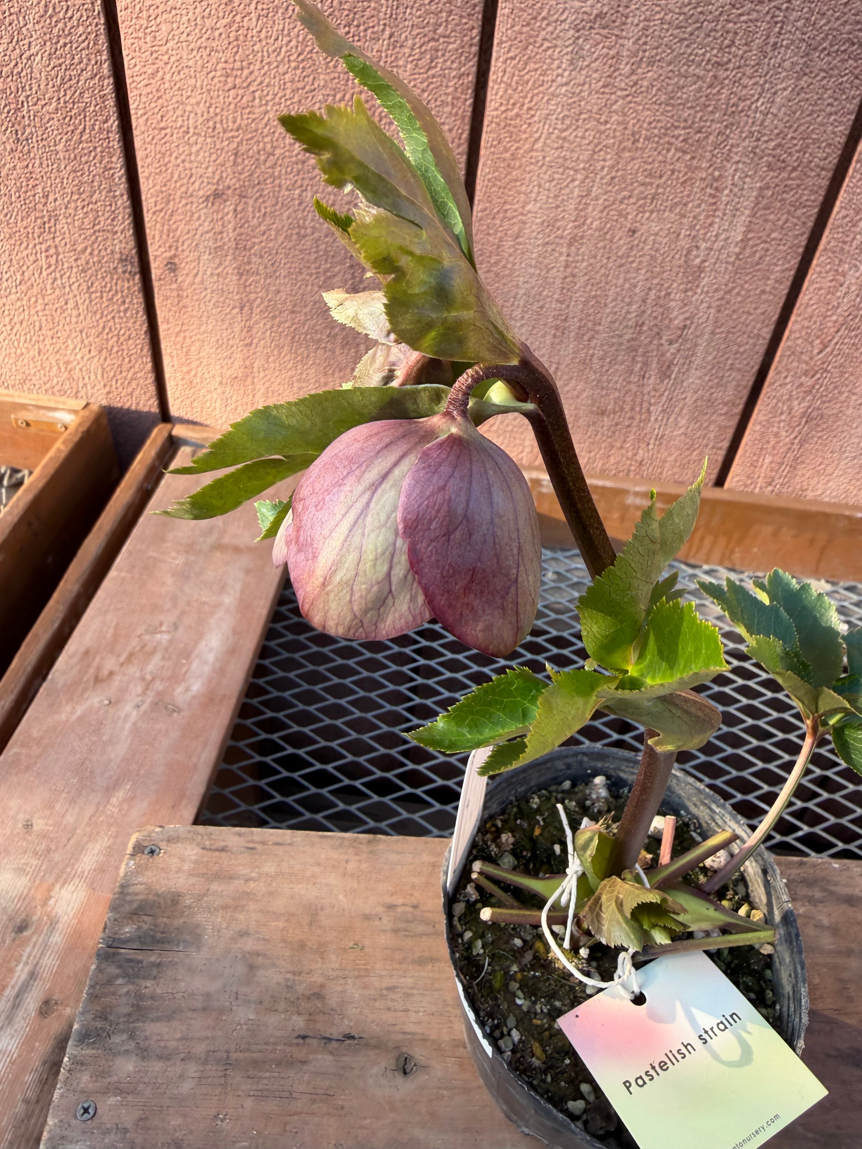 グリーンパステリッシュストレイン 大和園 クリスマスローズ【Ya07