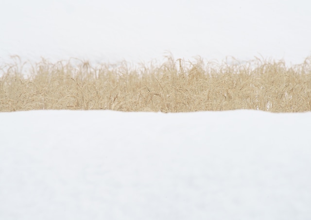 髙橋ノリユキPhoto book「sense of rice」