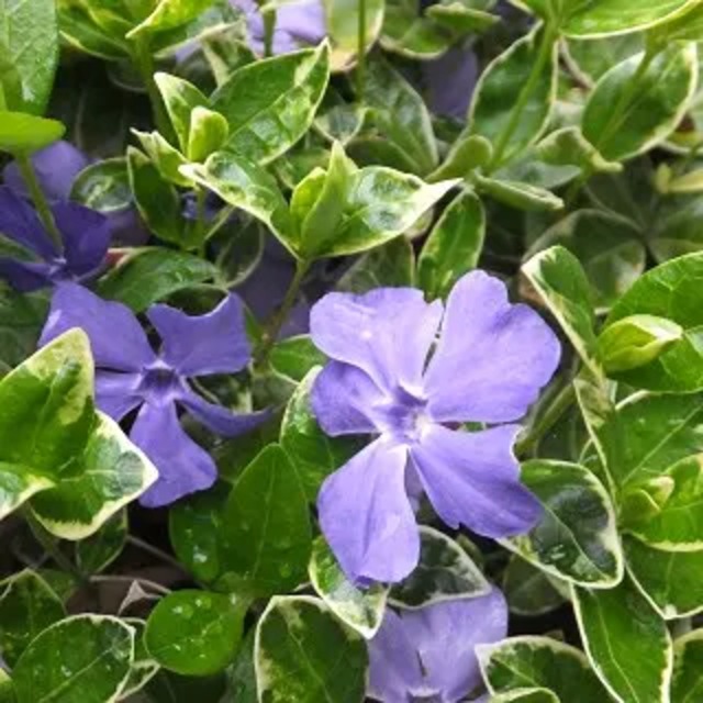 ビンカ ミノール 'スターリングシルバー'