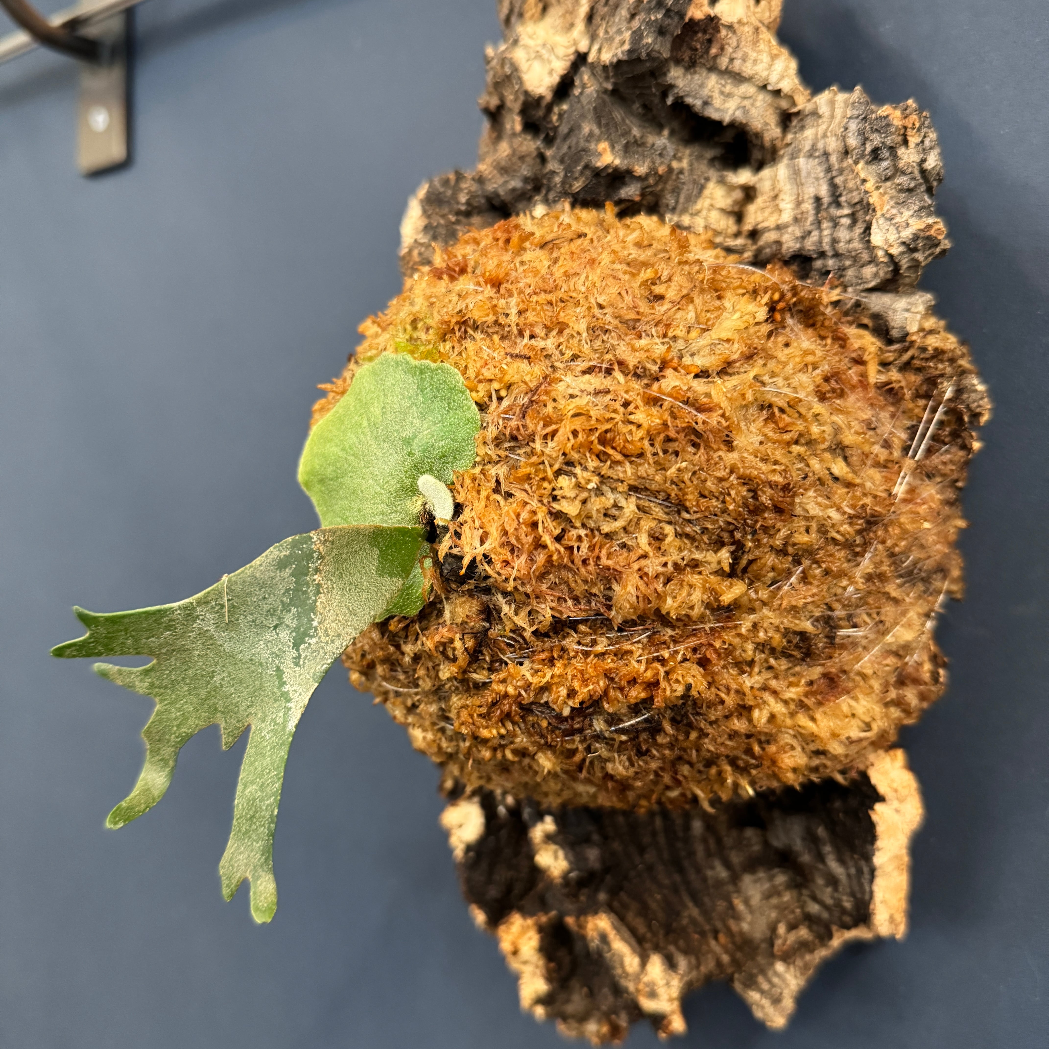 ビカクシダ willinckii 'OMG' TC 板付け (コルク)【252】 | PROTOLEAF