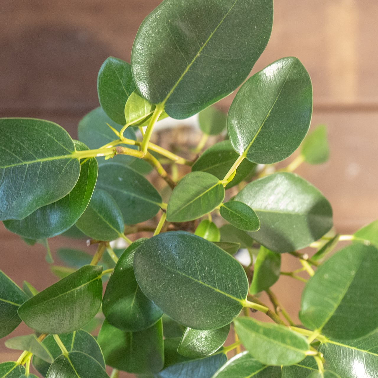 フランスゴムの木｜曲線美が映えるナチュラルフォルムの観葉植物【手作りモルタル鉢】