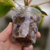 フィロデンドロン・レッドコンゴ / Philodendron Red Congo④