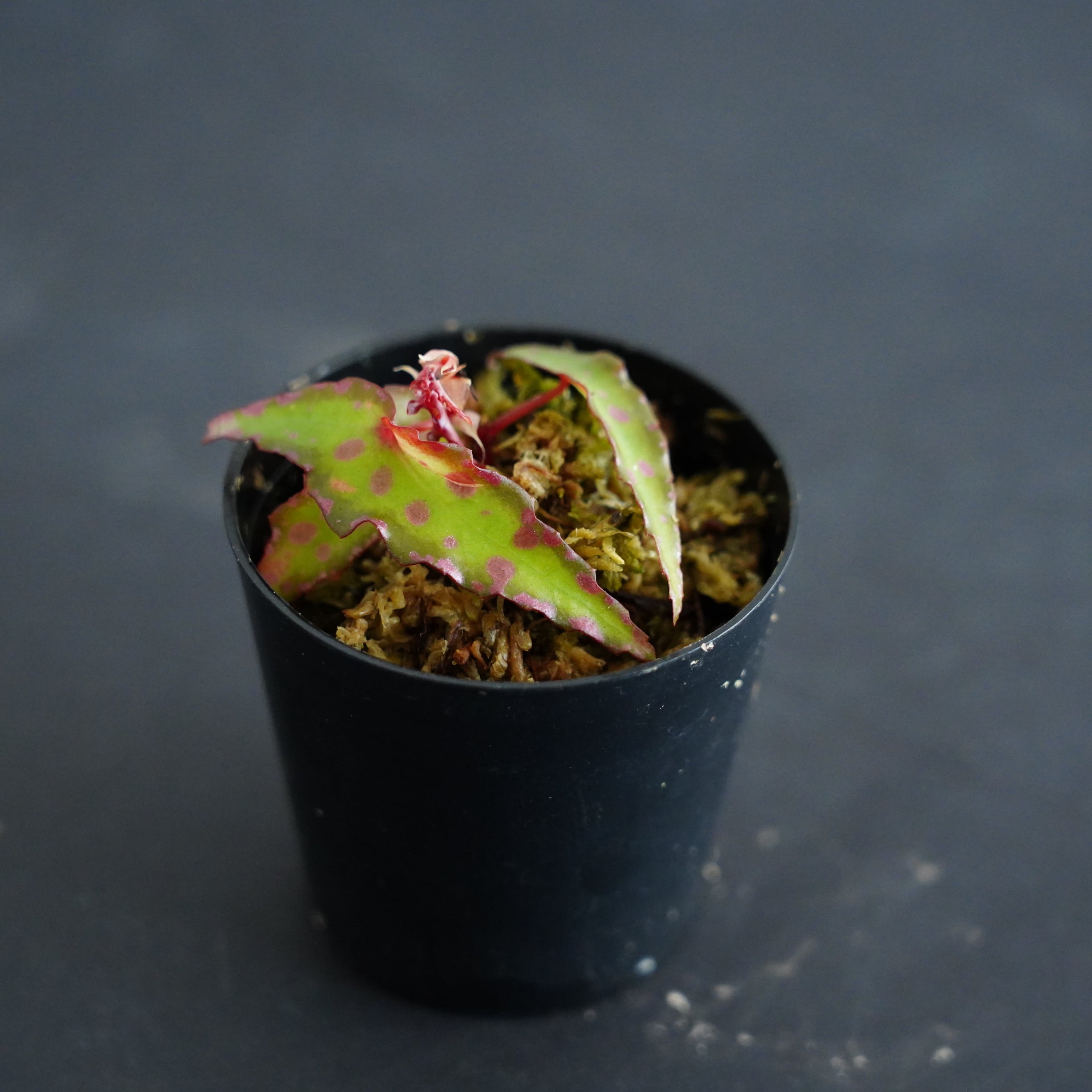 ベゴニア アンフィオクサス Begonia amphioxus｜苔テラリウム作製用